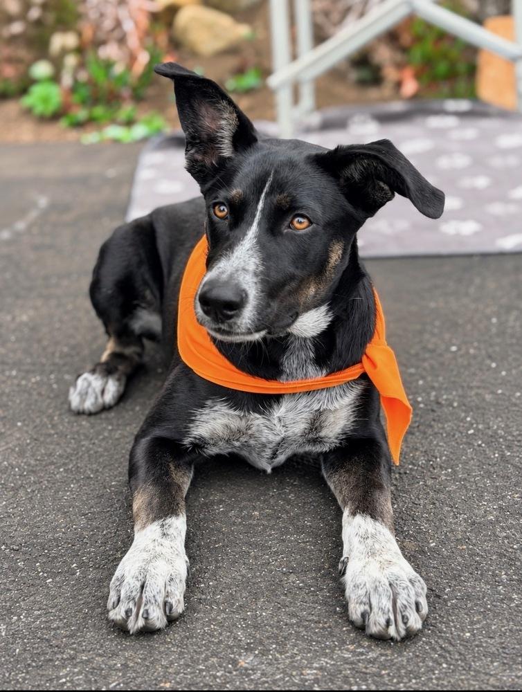 Enlarge Reba, a Adoptable mixed breed in Pleasant Hill, CA image 4/5