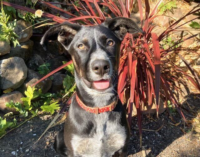Enlarge Reba, a Adoptable mixed breed in Pleasant Hill, CA image 5/5