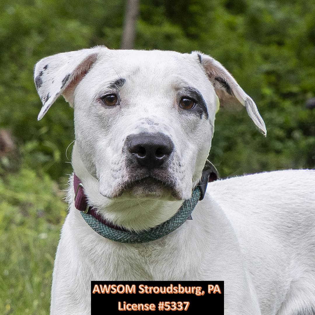 Enlarge Simon, a ADOPTABLE mixed breed in Stroudsburg, PA image 2/2
