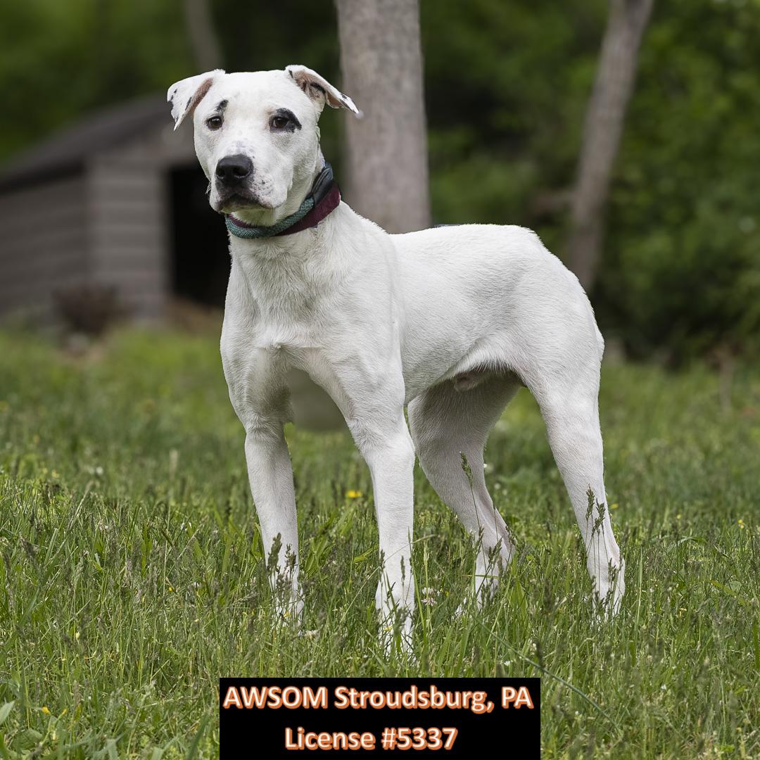 Simon, ADOPTABLE, Young Male Bull Terrier.