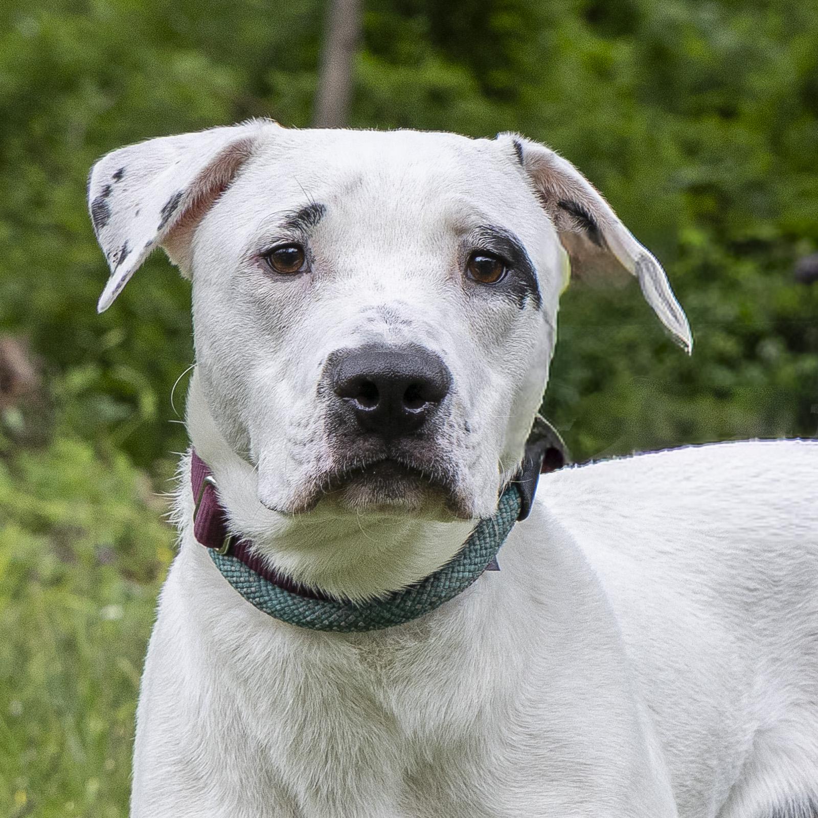 Simon, ADOPTABLE, Young Male Bull Terrier.