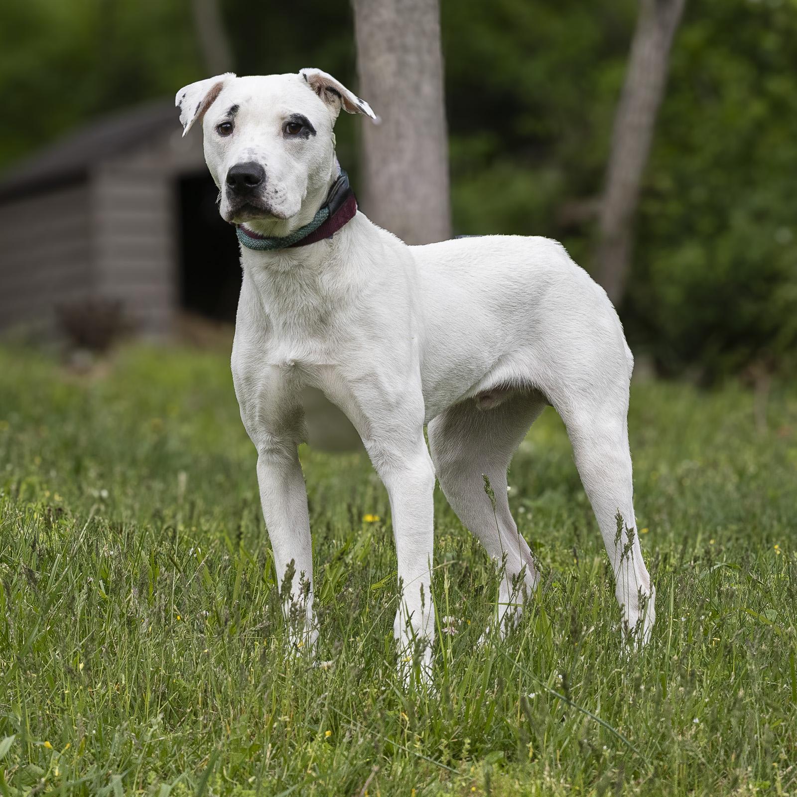 Simon, a ADOPTABLE mixed breed in Stroudsburg, PA image 2/2