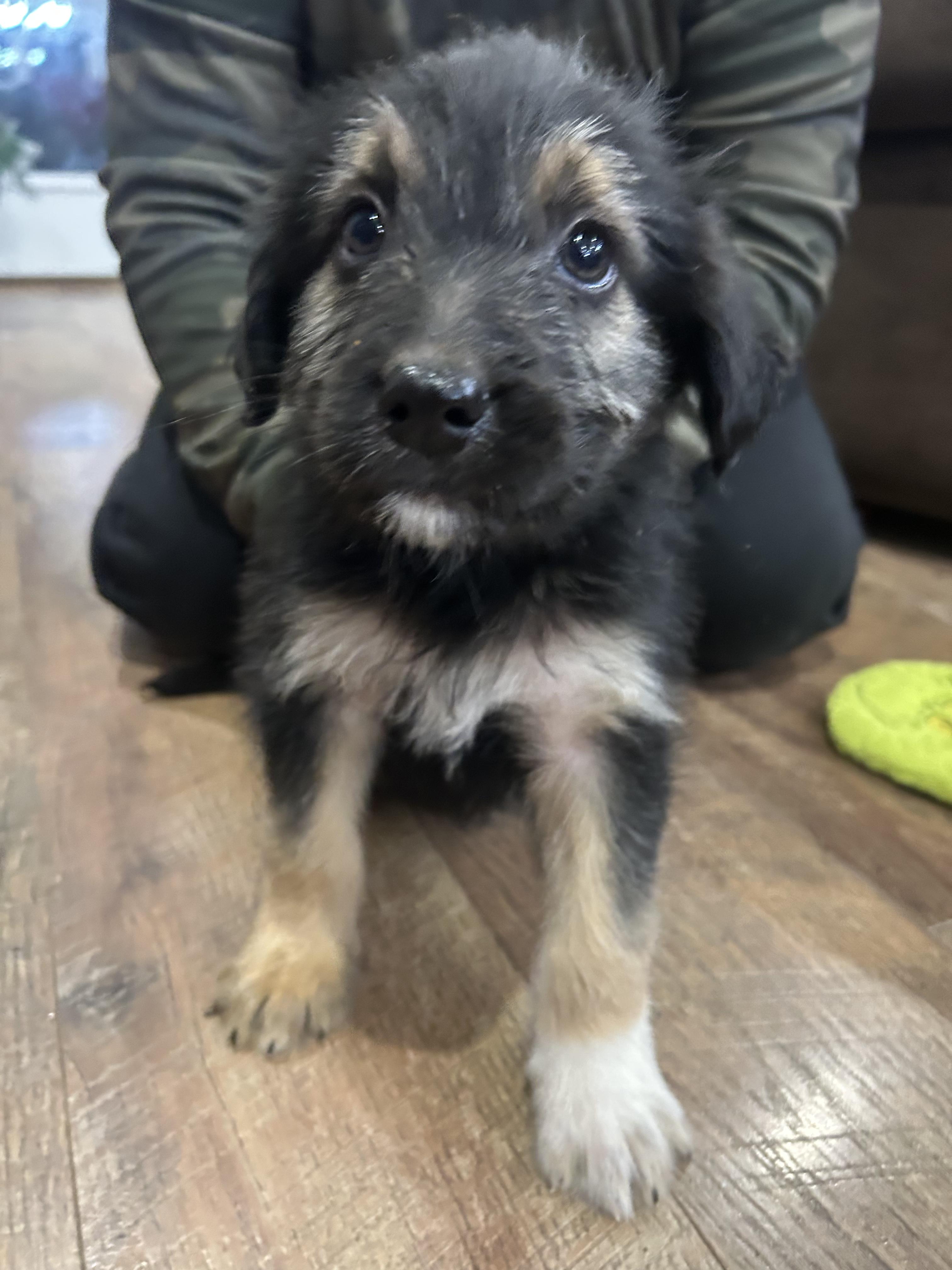 Enlarge Max, a ADOPTABLE Australian Shepherd in Owensboro, KY image 1/1