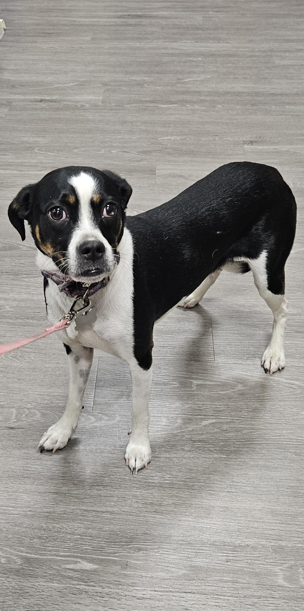Lilly, Adoptable, Young Female Boston Terrier & Beagle.