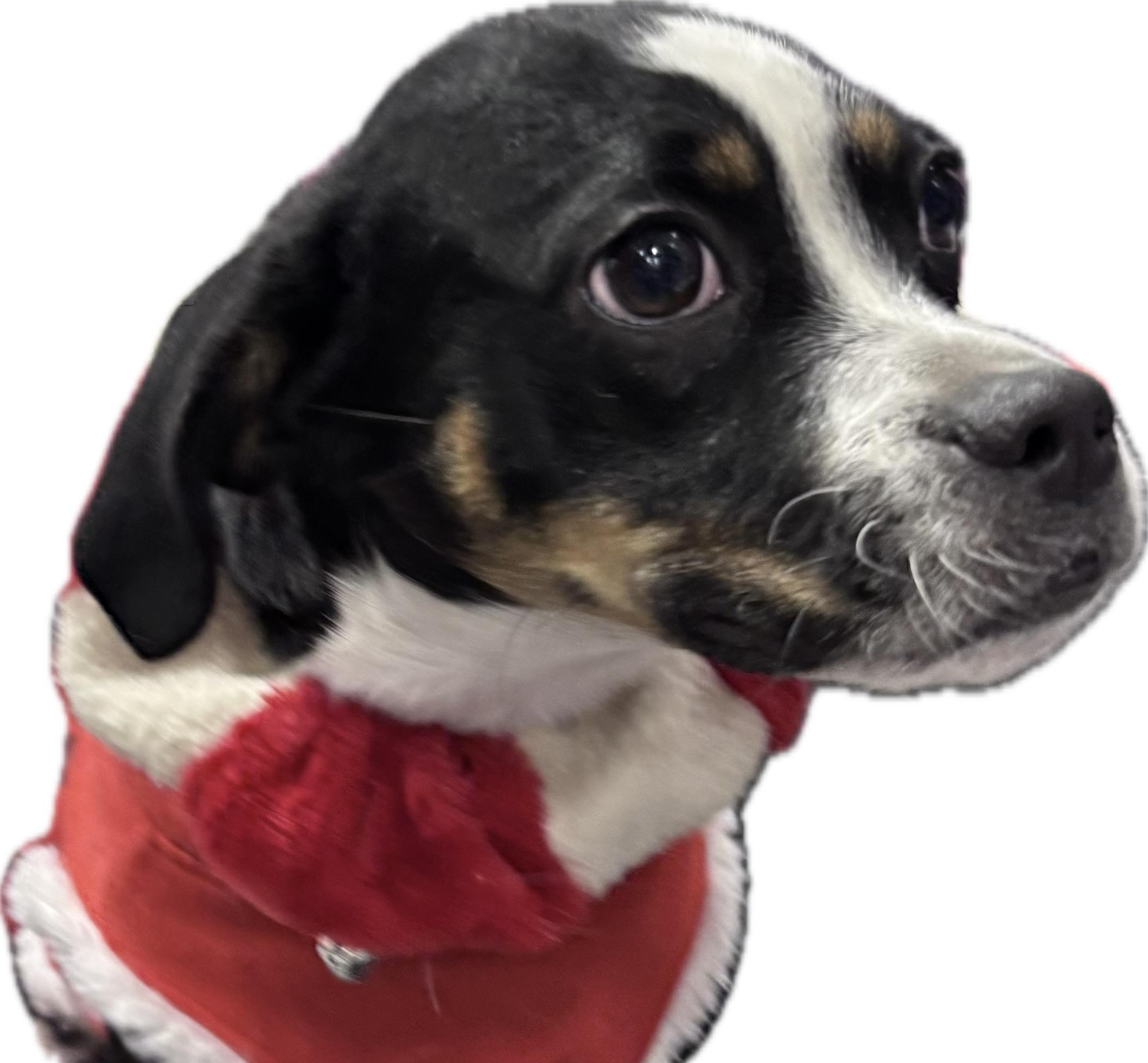 Enlarge Lilly, a Adoptable mixed breed in Detroit, MI image 3/6