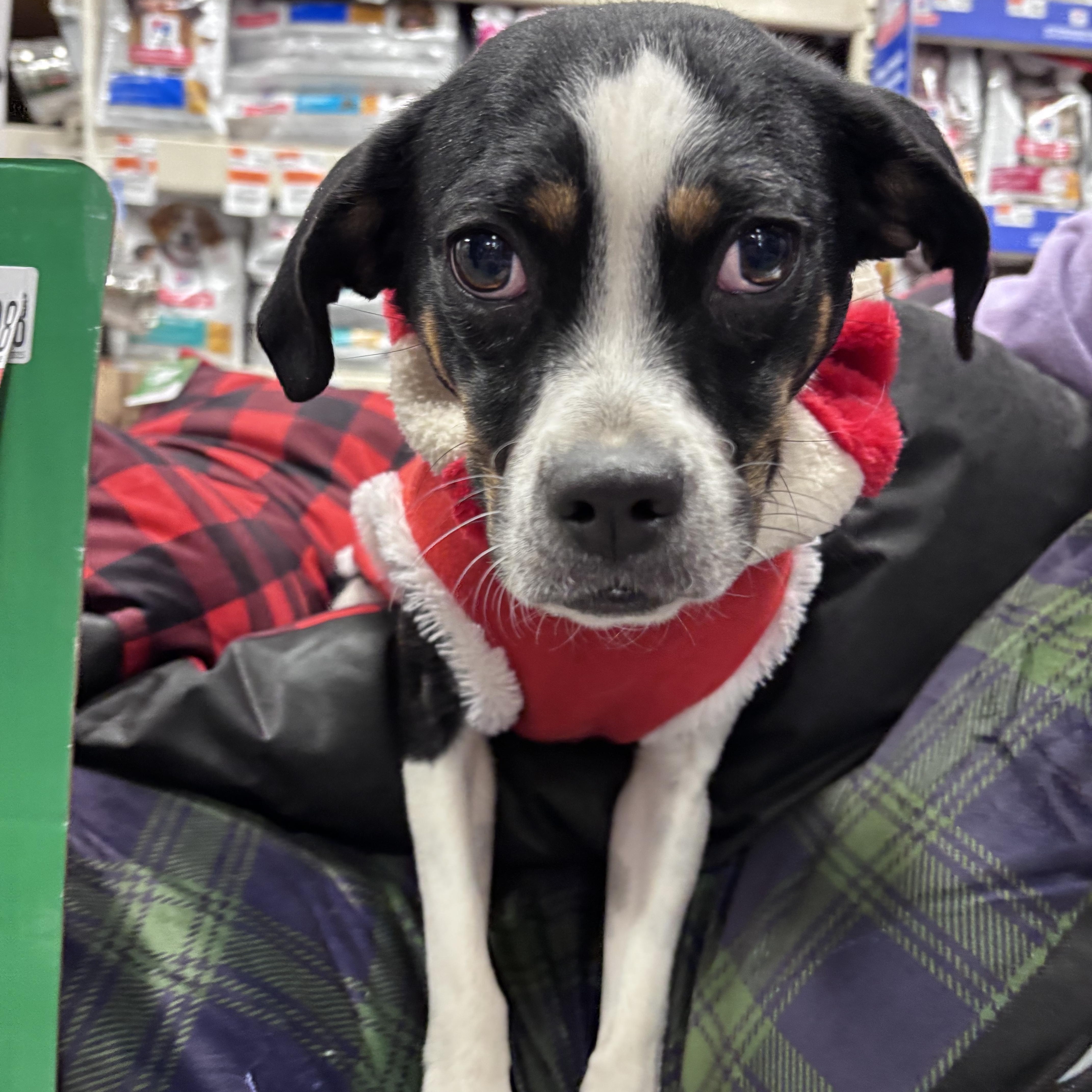 Enlarge Lilly, a Adoptable mixed breed in Detroit, MI image 1/6