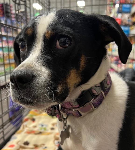 Lilly, a Adoptable mixed breed in Detroit, MI image 2/6