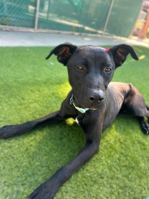 BENNI, Adoptable, Young Male Labrador Retriever & German Shepherd Dog.