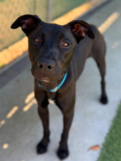 BENNI, Adoptable, Young Male Labrador Retriever & German Shepherd Dog.