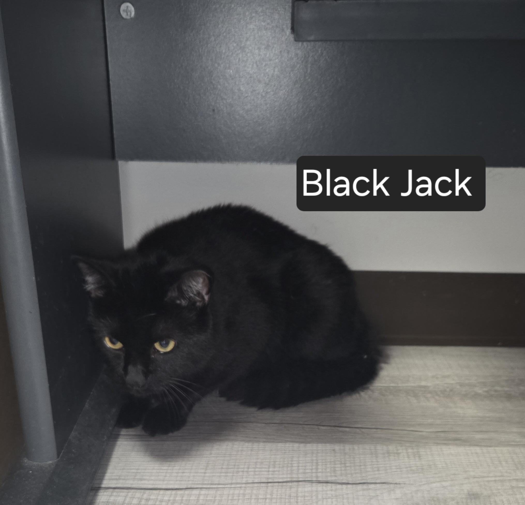Blackjack, Adoptable, Adult Male Domestic Short Hair.