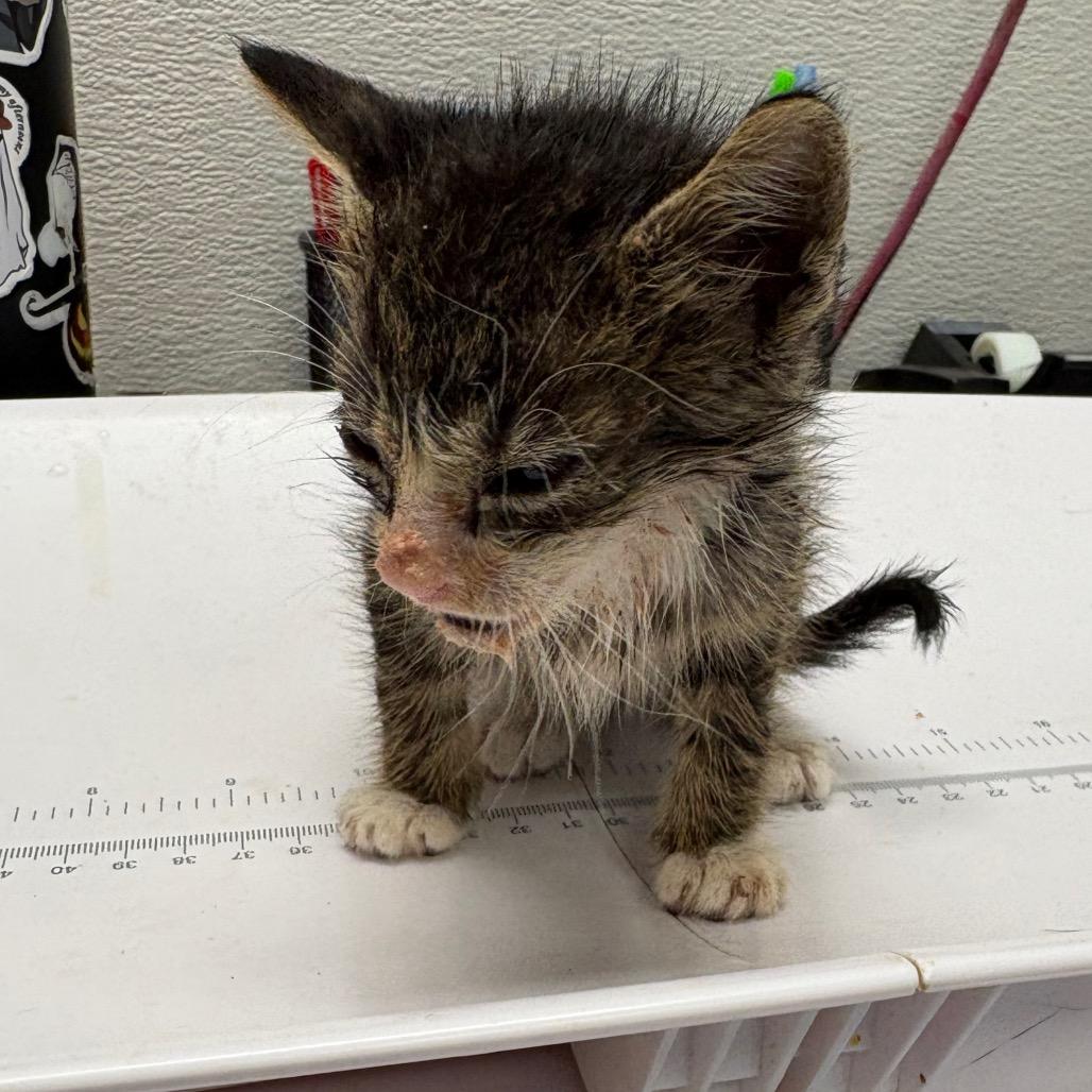 Enlarge Rayquaza, a Adoptable Domestic Short Hair in Columbiana, AL image 1/1