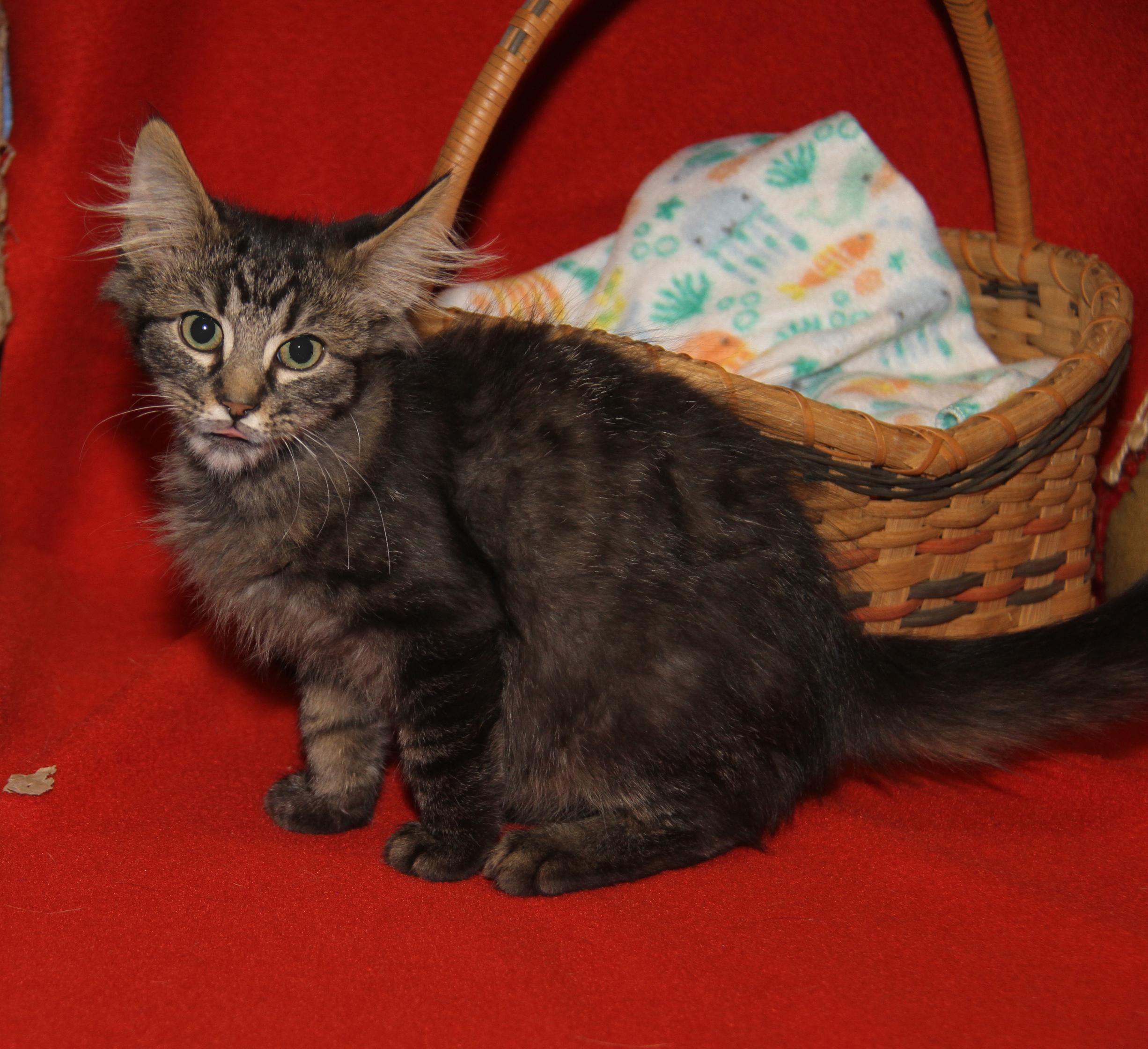 Lion's Mane thumbnail 2