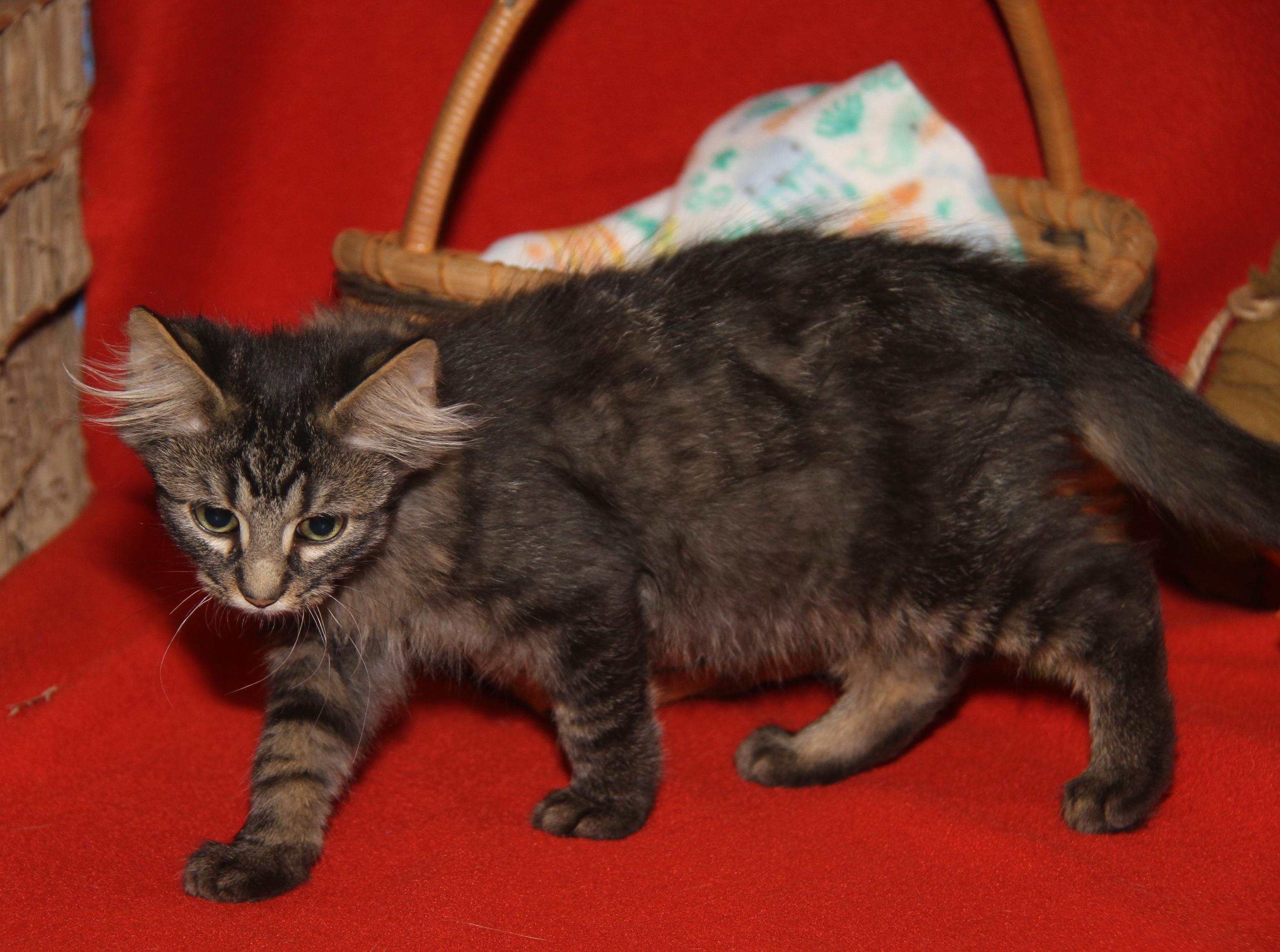 Lion's Mane thumbnail 3