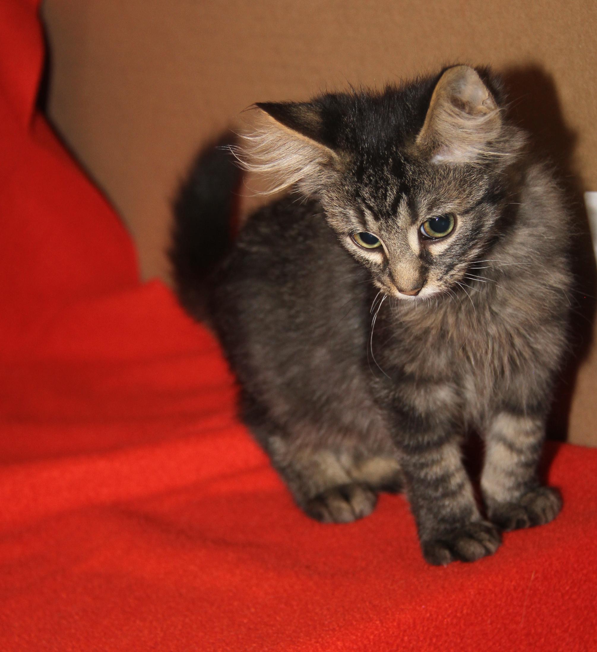 Lion's Mane thumbnail 4