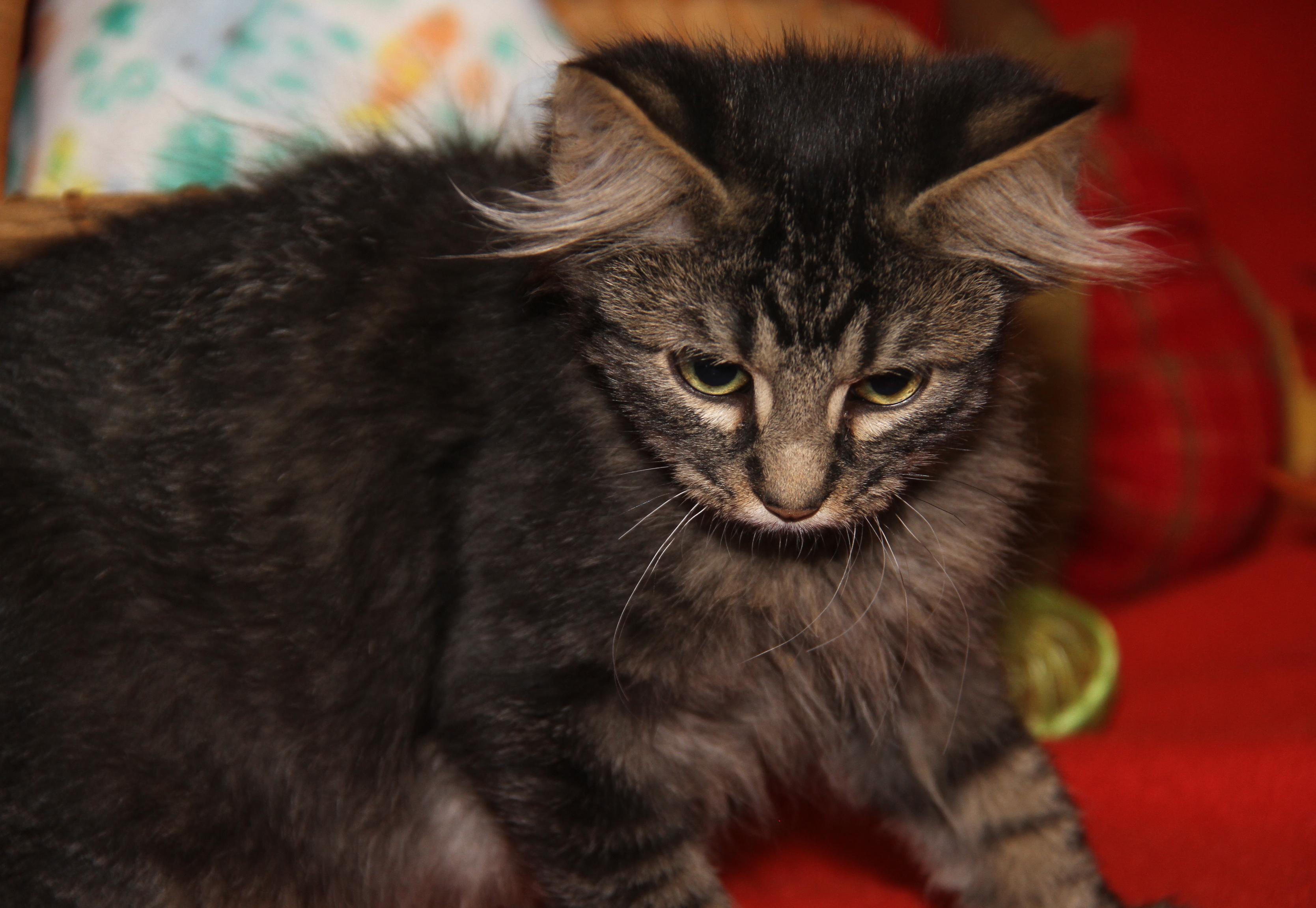 Lion's Mane thumbnail 5