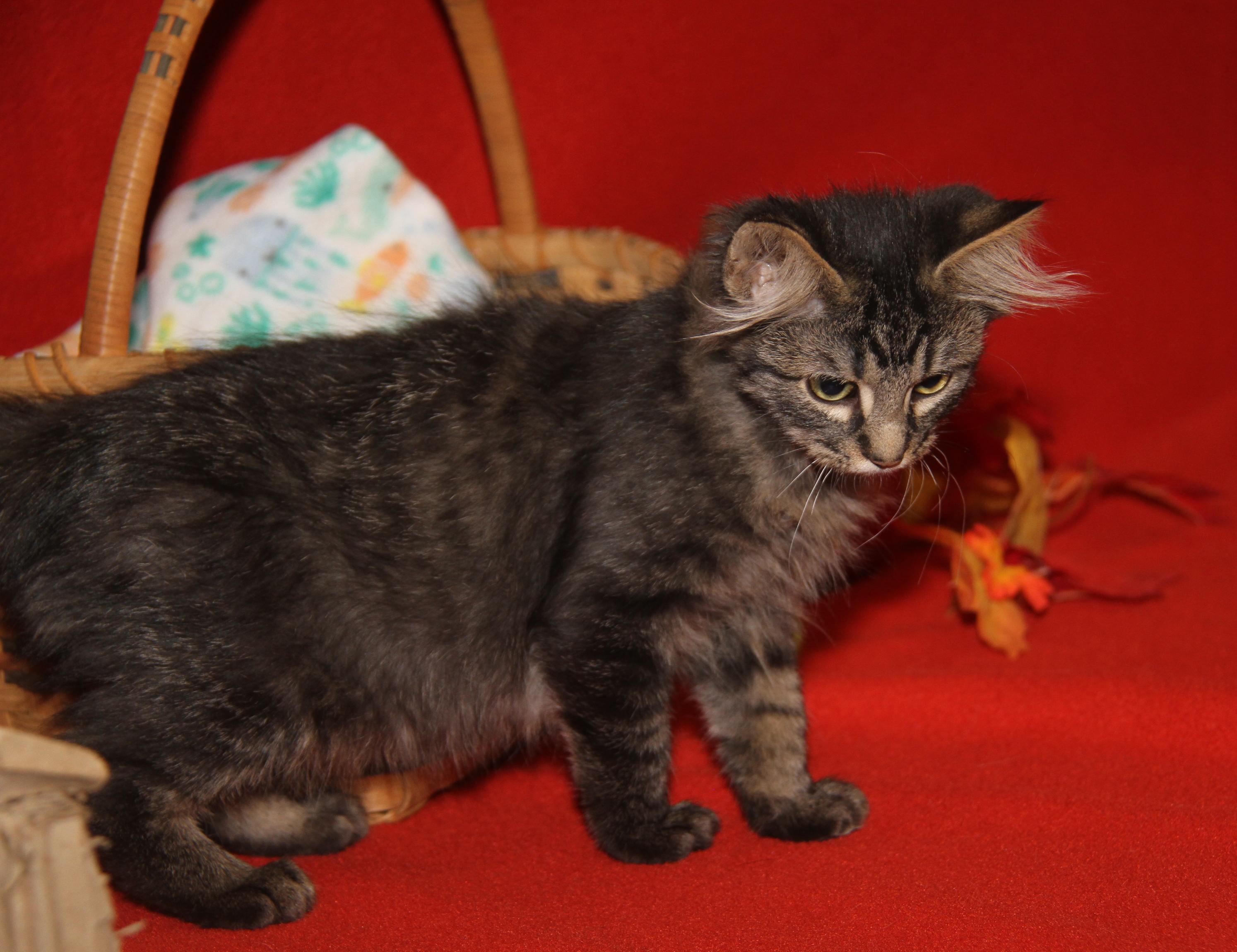 Lion's Mane thumbnail 6