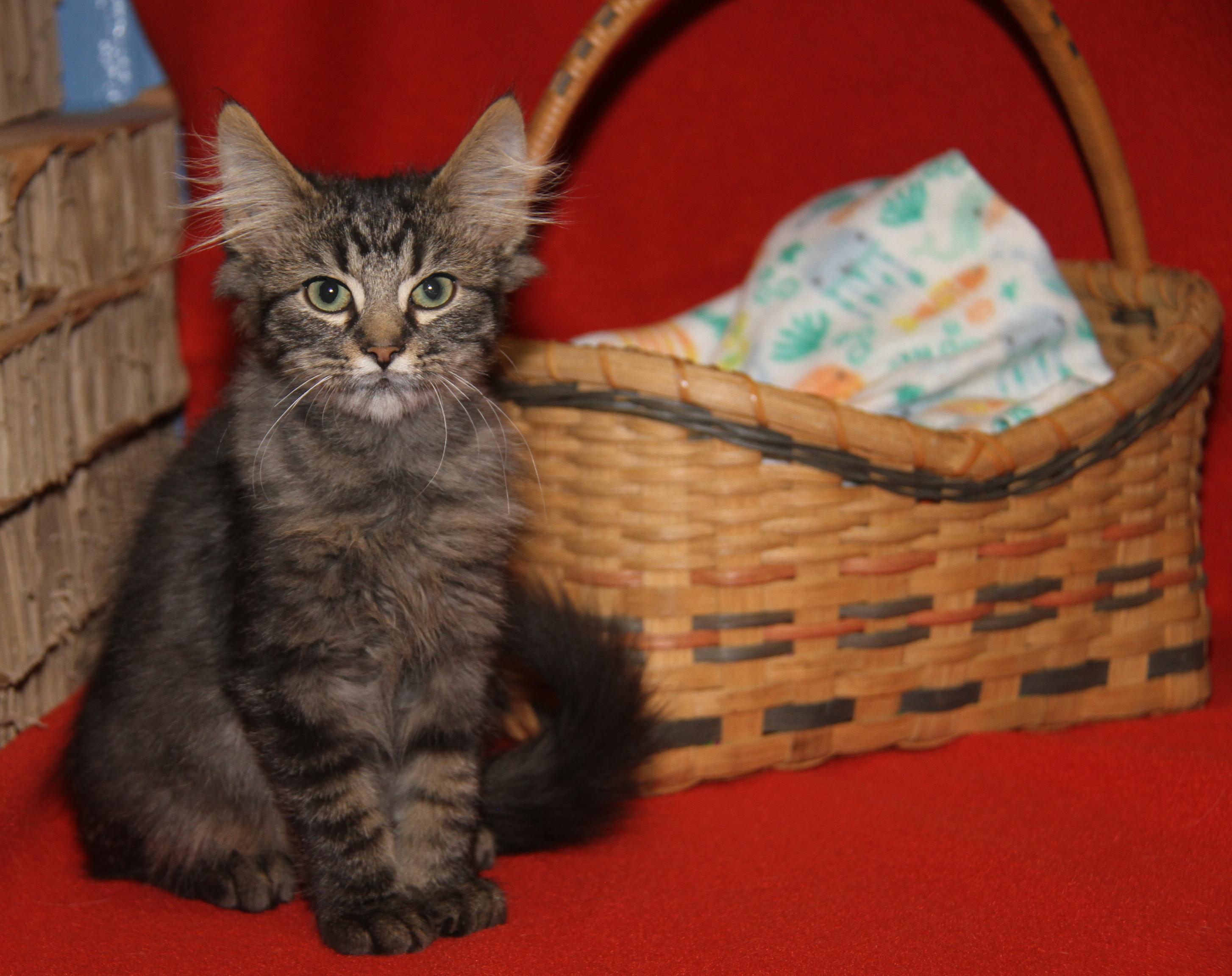 Lion's Mane thumbnail 7