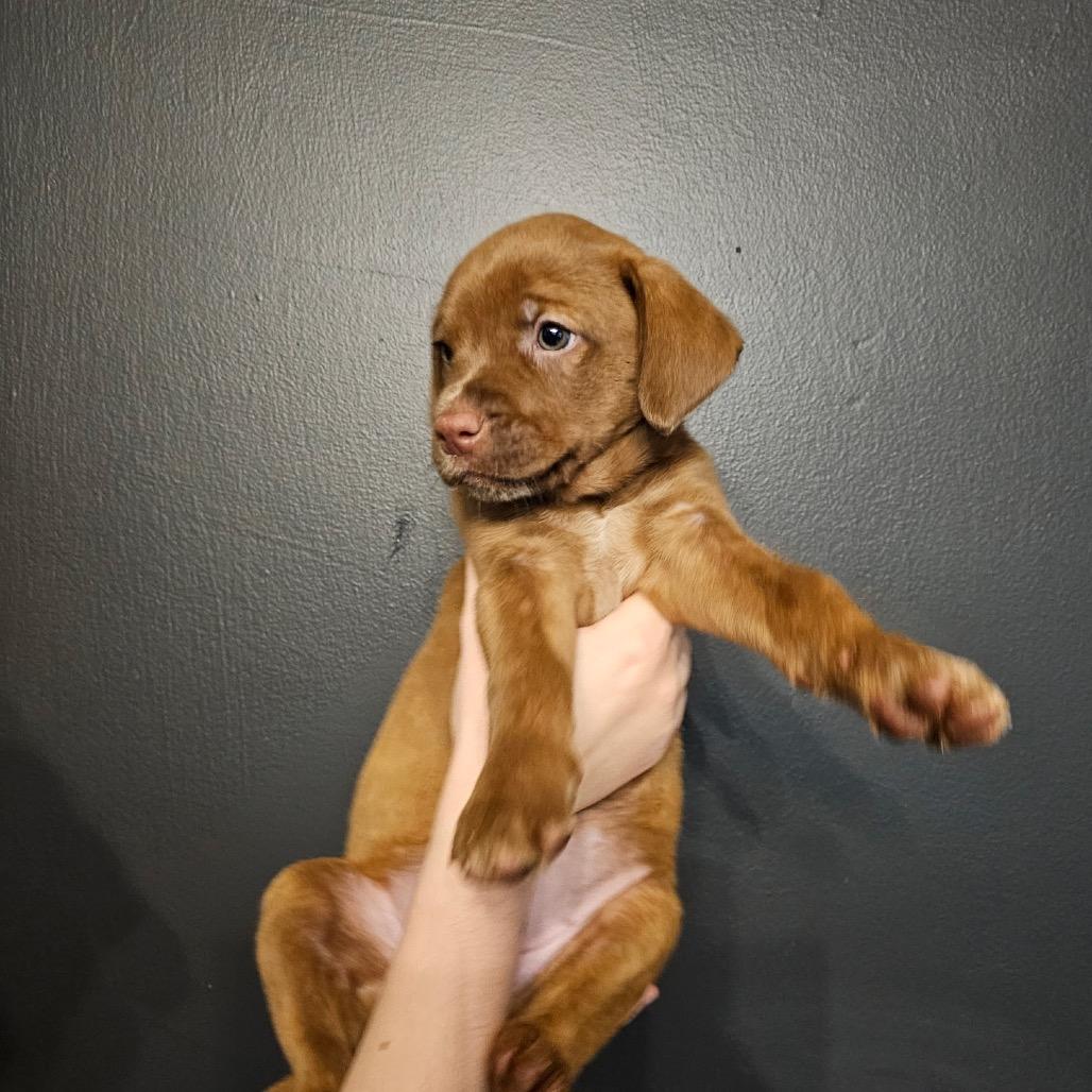 Oakley, Adoptable, Puppy Female Mixed Breed.