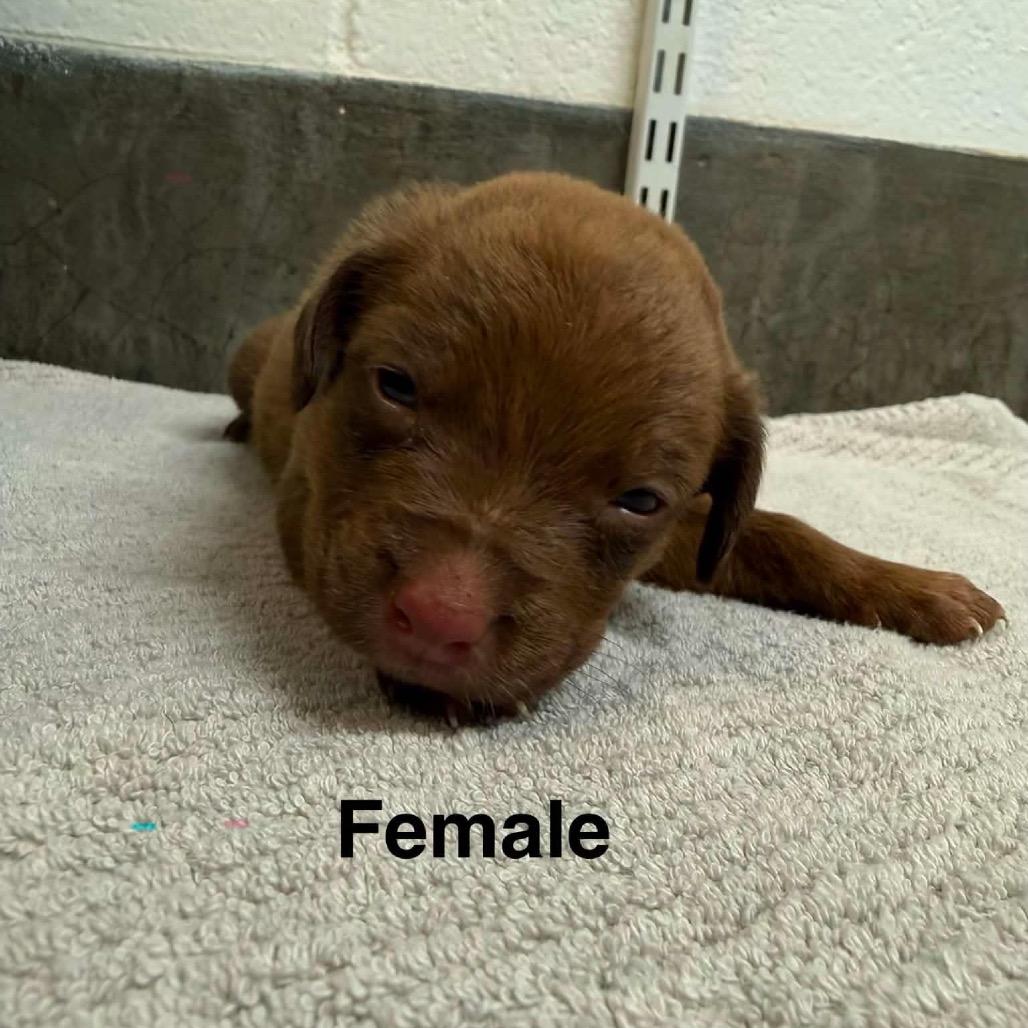 Oakley, a Adoptable Mixed Breed in Mocksville, NC image 2/6