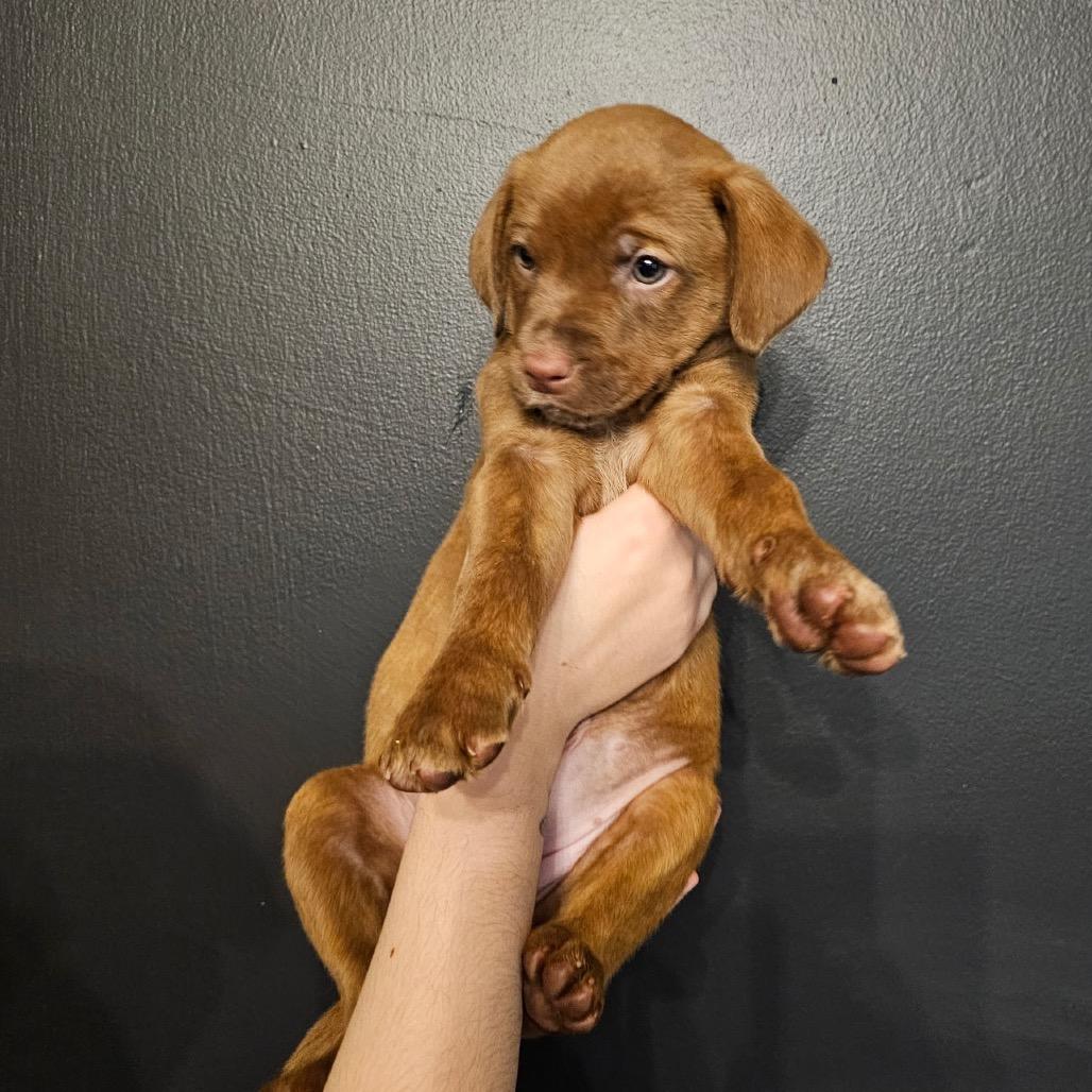 Oakley, a Adoptable Mixed Breed in Mocksville, NC image 5/6