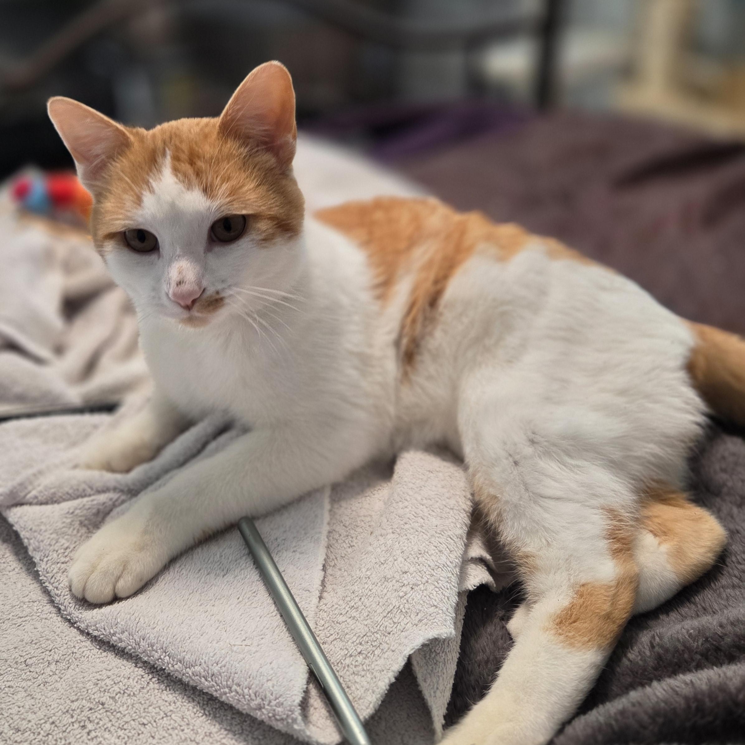 Andy, adoptable, Young Male Domestic Short Hair.