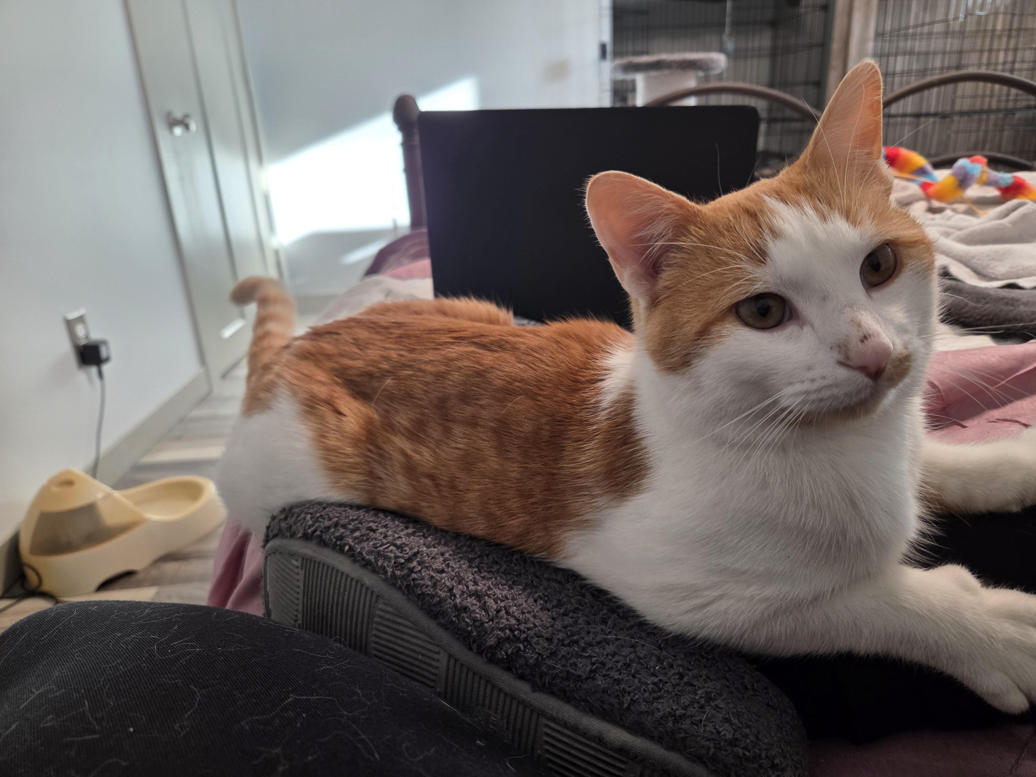 Enlarge Andy, an adoptable Domestic Short Hair in Minneapolis, MN image 2/4