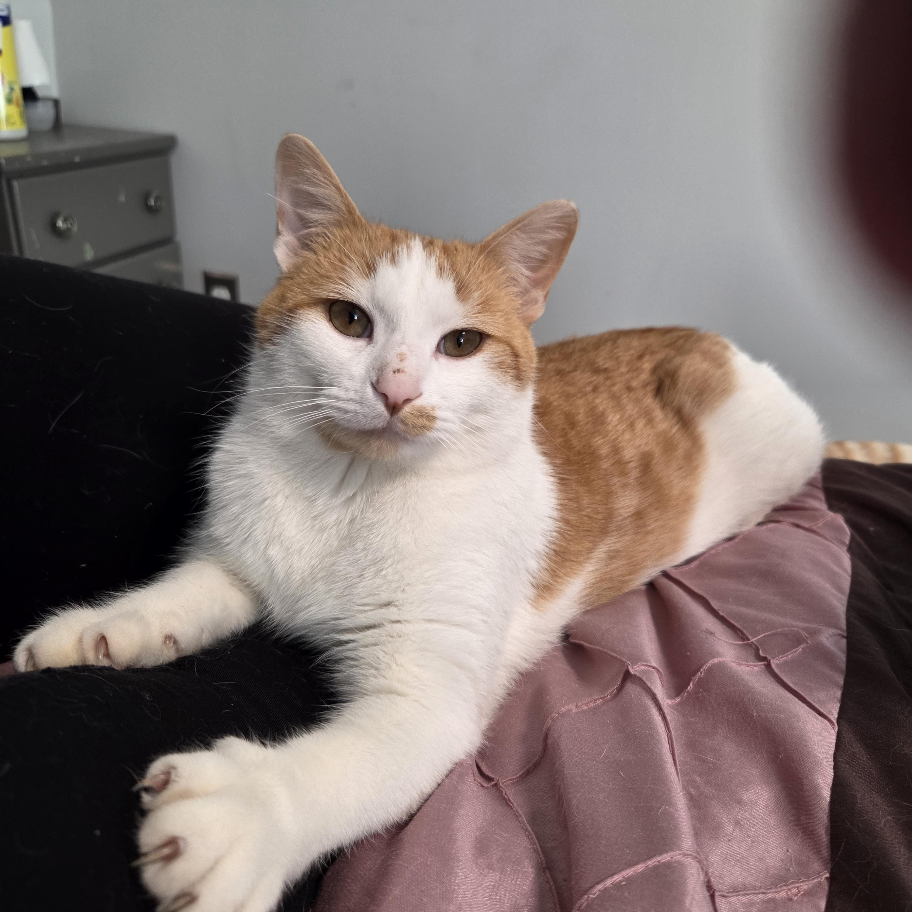 Enlarge Andy, an adoptable Domestic Short Hair in Minneapolis, MN image 4/4