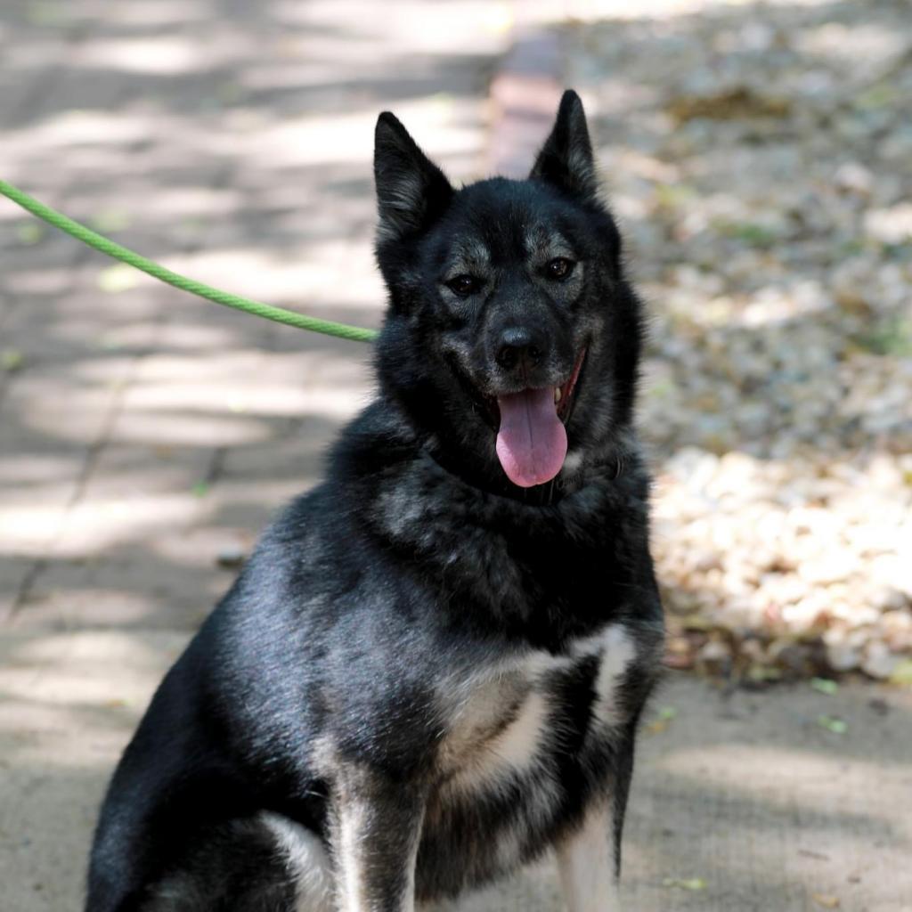 Kai (Ky), Adoptable, Adult Male Akita & German Shepherd Dog.