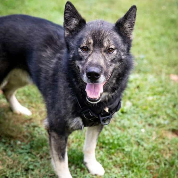 Enlarge Kai (Ky), a Adoptable mixed breed in Aldie, VA image 2/3