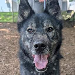 Enlarge Kai (Ky), a Adoptable mixed breed in Aldie, VA image 3/3