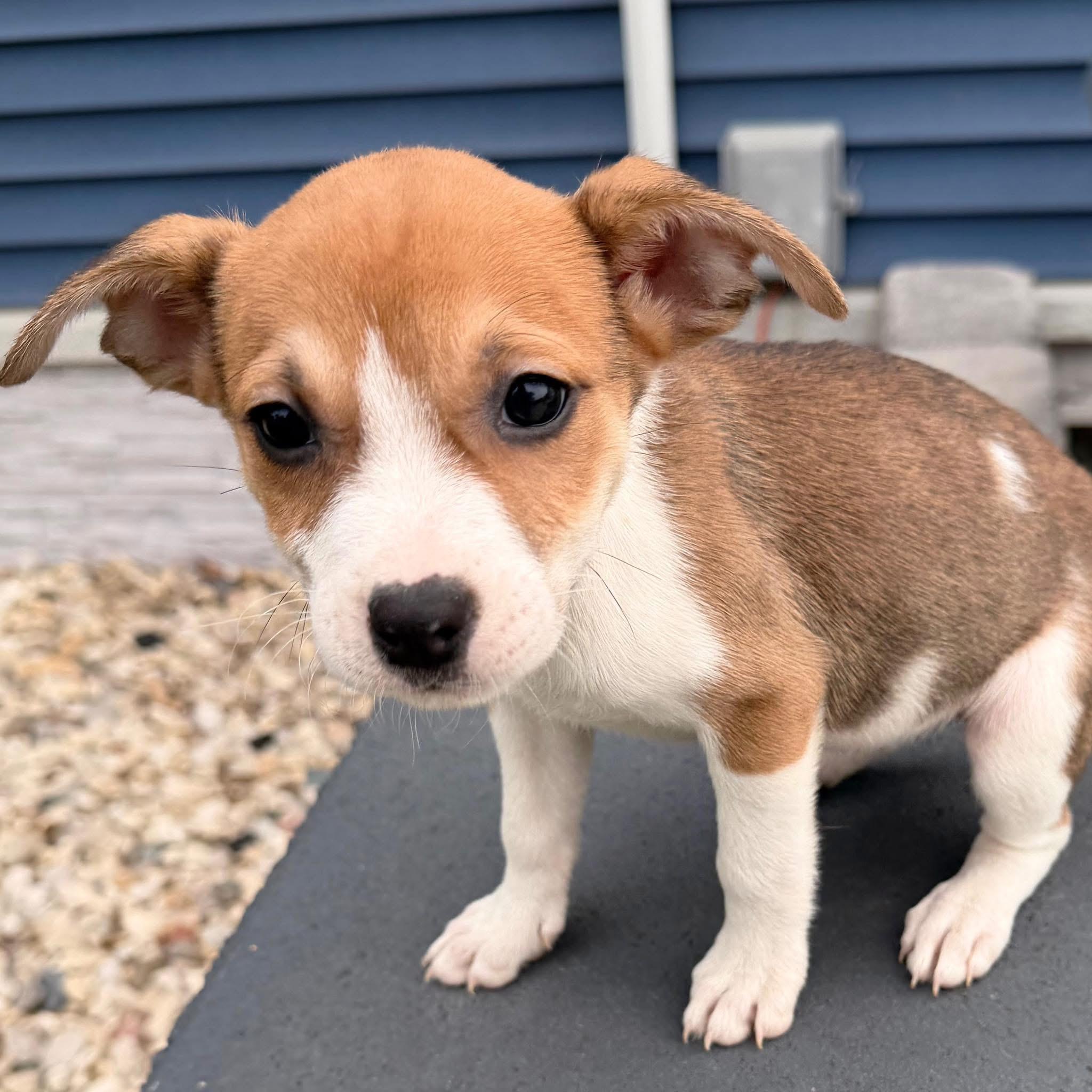 Enlarge Loretta, a ADOPTABLE Mixed Breed in Elkhorn, WI image 1/1