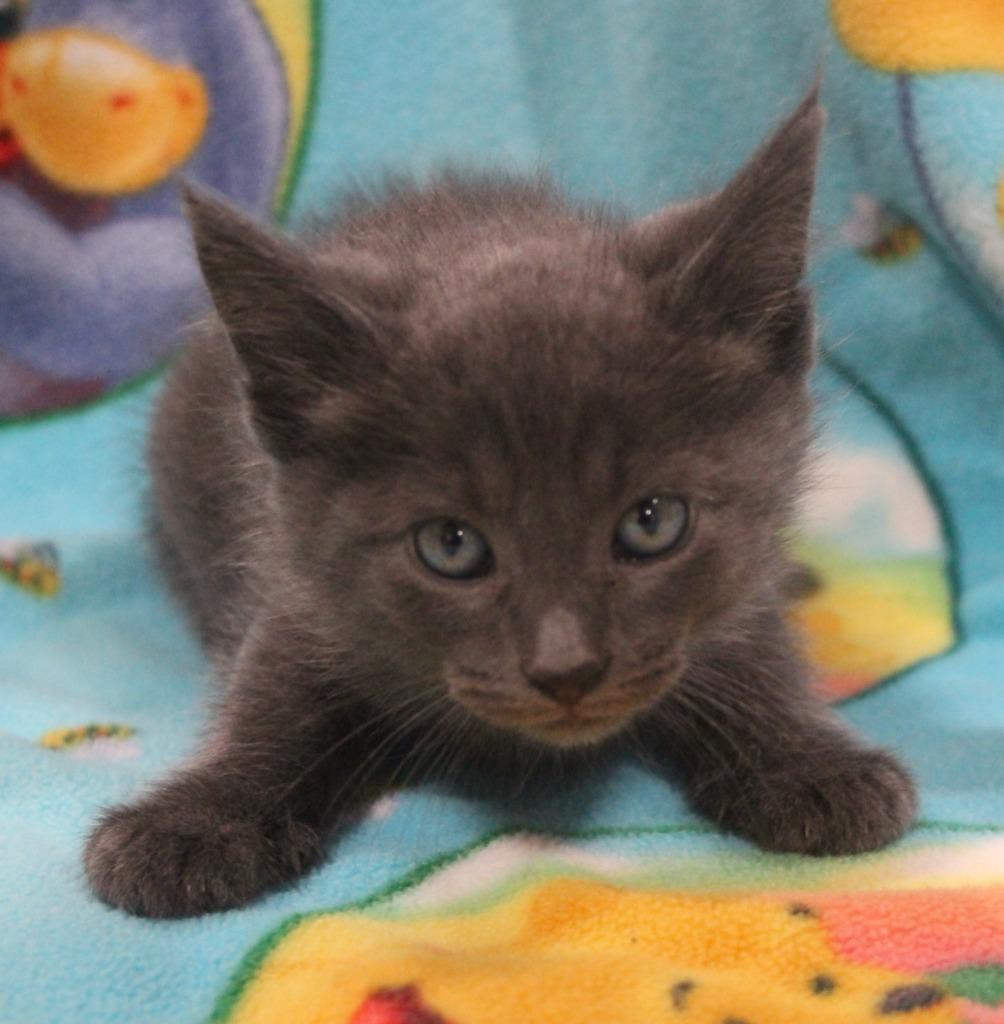 Enlarge Carmine, a Adoptable mixed breed in Vacaville, CA image 1/1