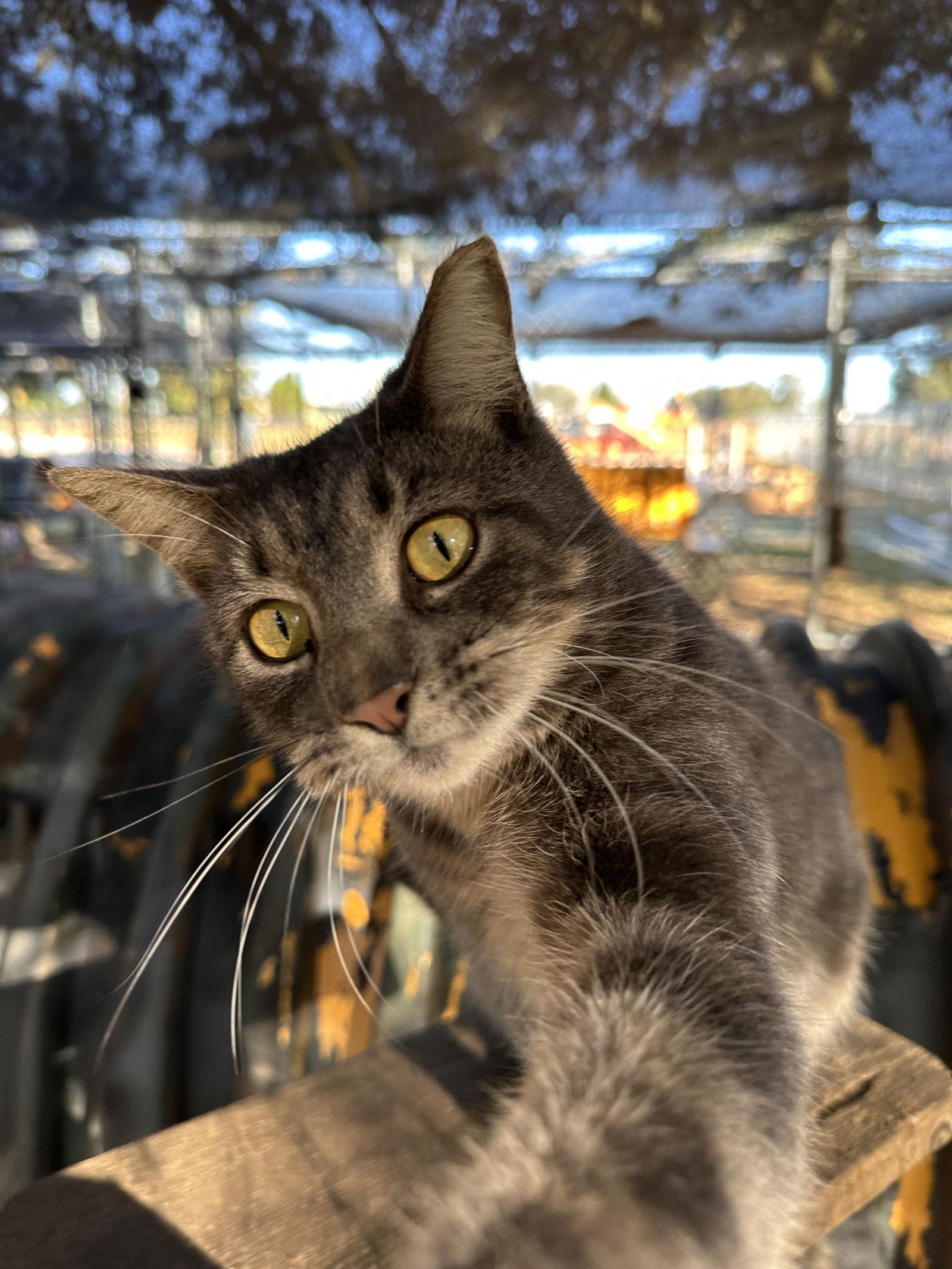 Shelby, Adopted, Adult Male Domestic Short Hair & Tabby.