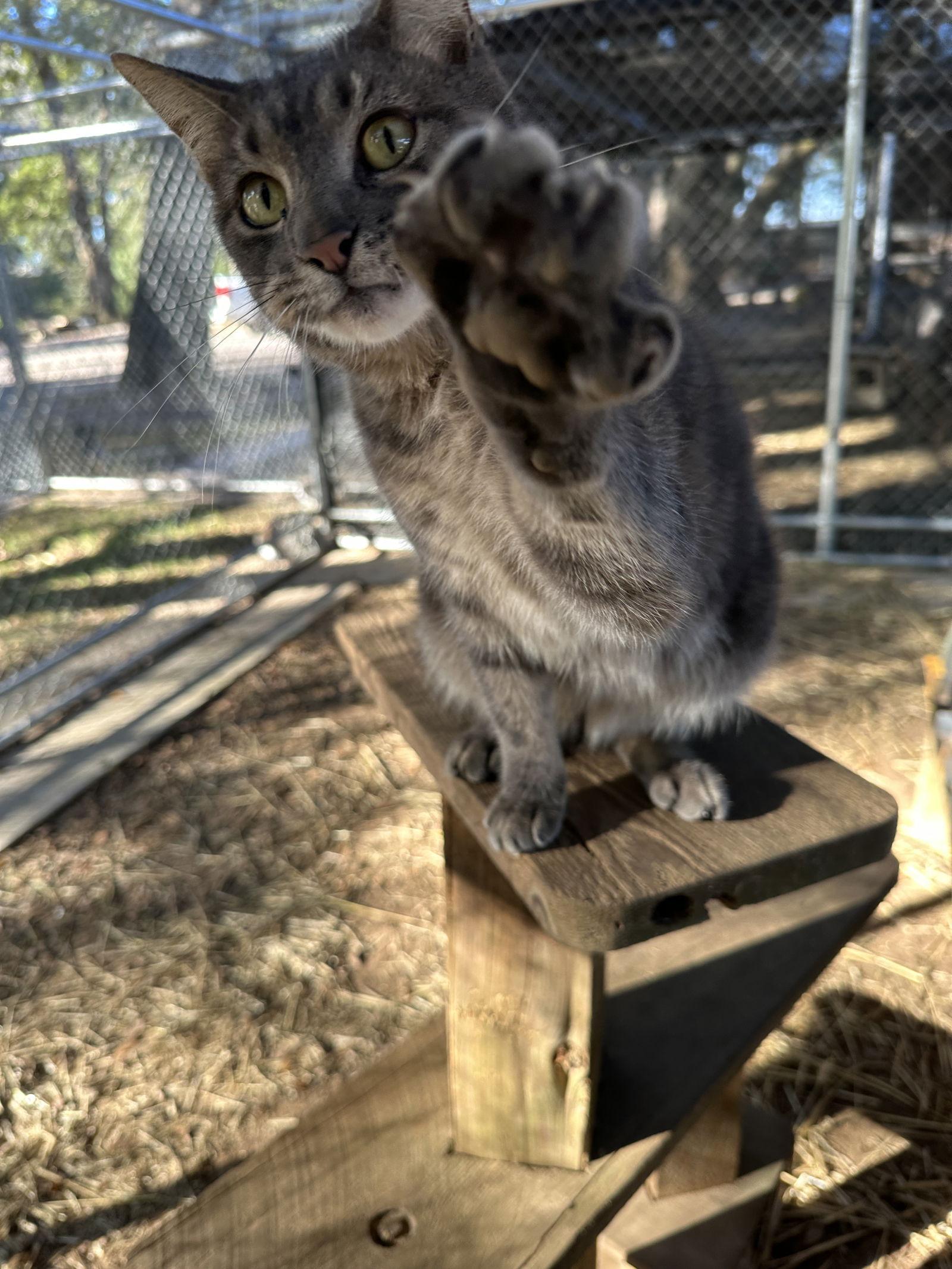 Shelby, a Adopted mixed breed in Magnolia Springs, AL image 2/3