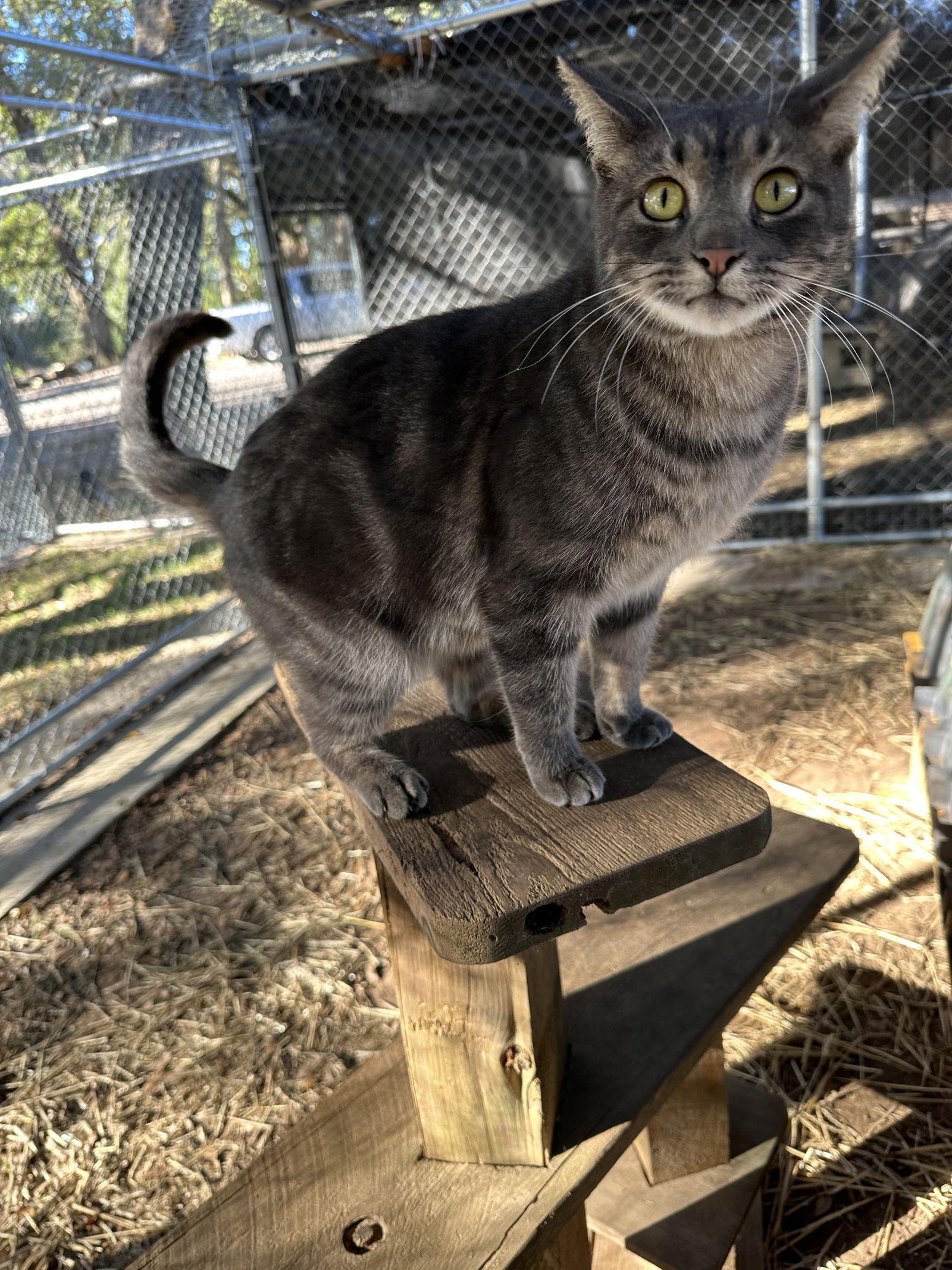 Shelby, a Adopted mixed breed in Magnolia Springs, AL image 3/3