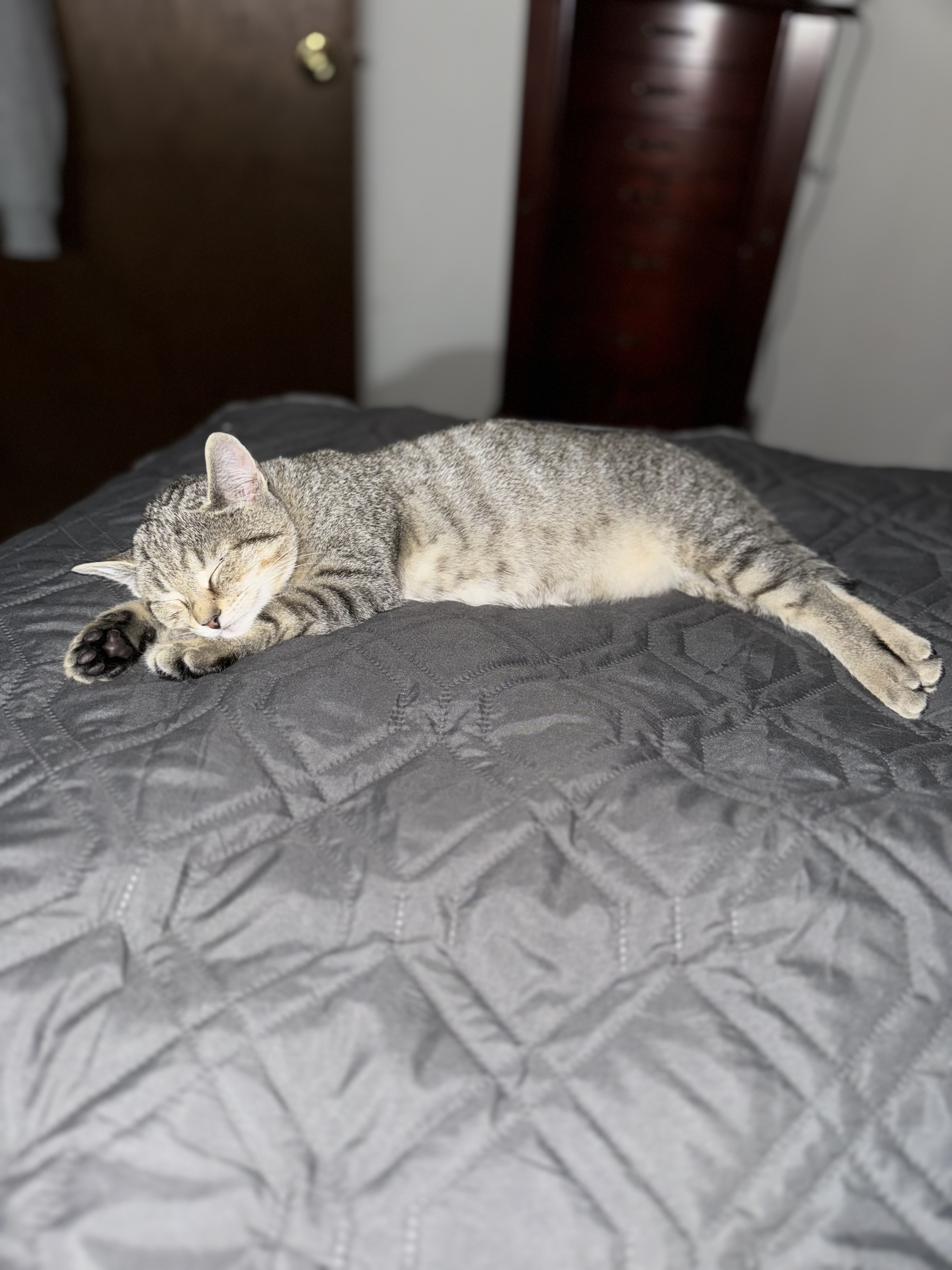 Enlarge Ceres, a Adopted Domestic Short Hair in Bourne, MA image 4/4