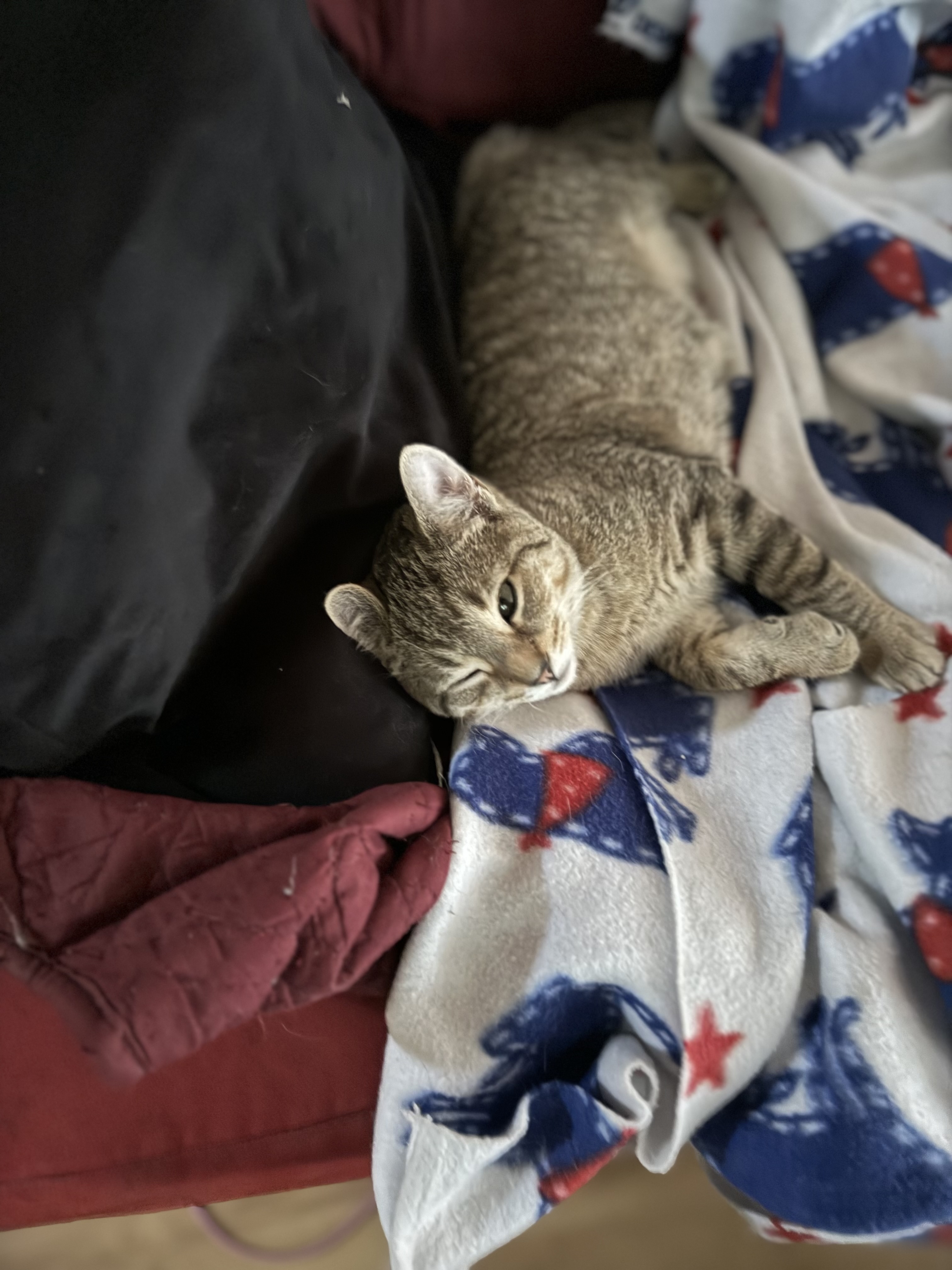 Enlarge Ceres, a Adopted Domestic Short Hair in Bourne, MA image 2/4