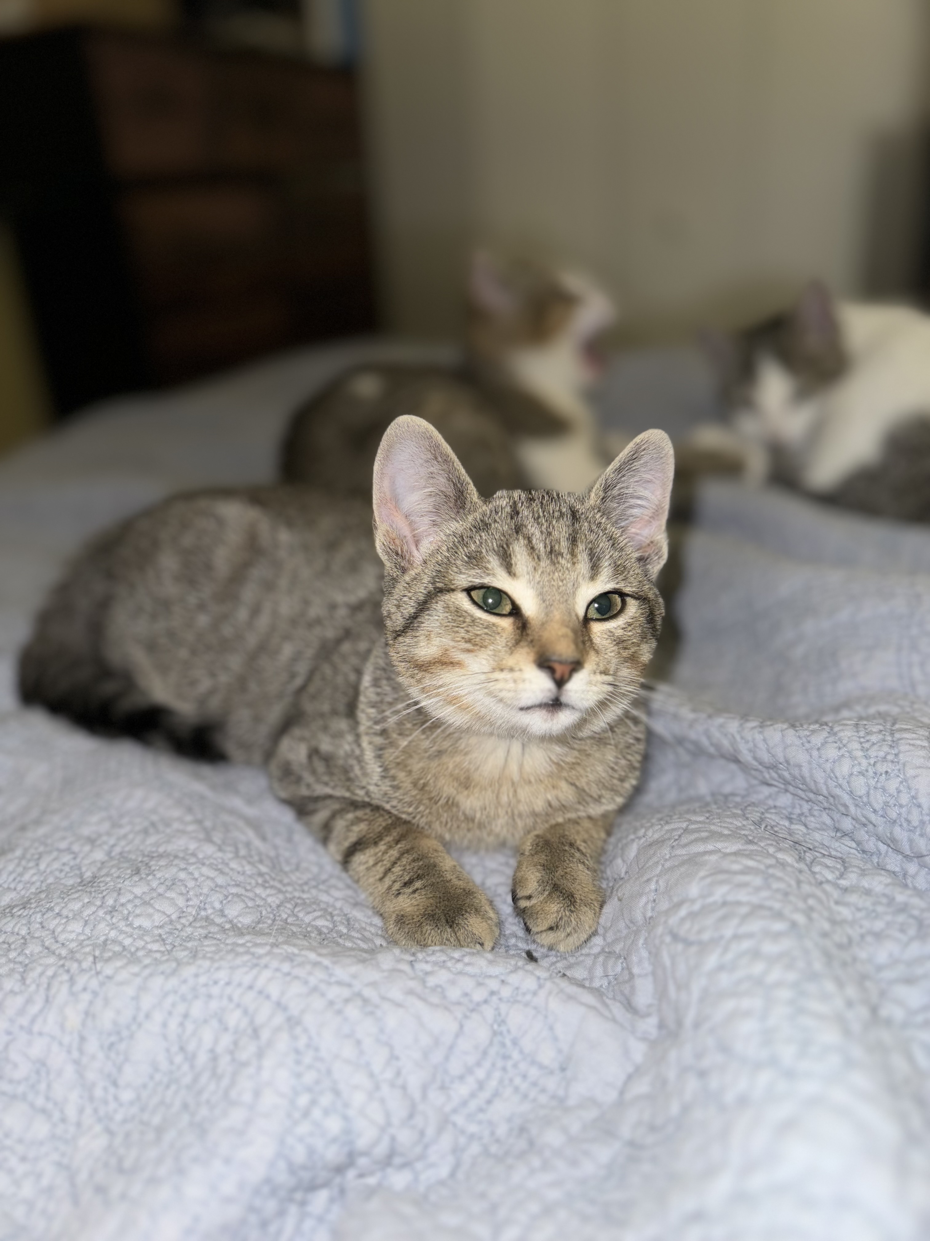 Ceres, Adopted, Kitten Female Domestic Short Hair.