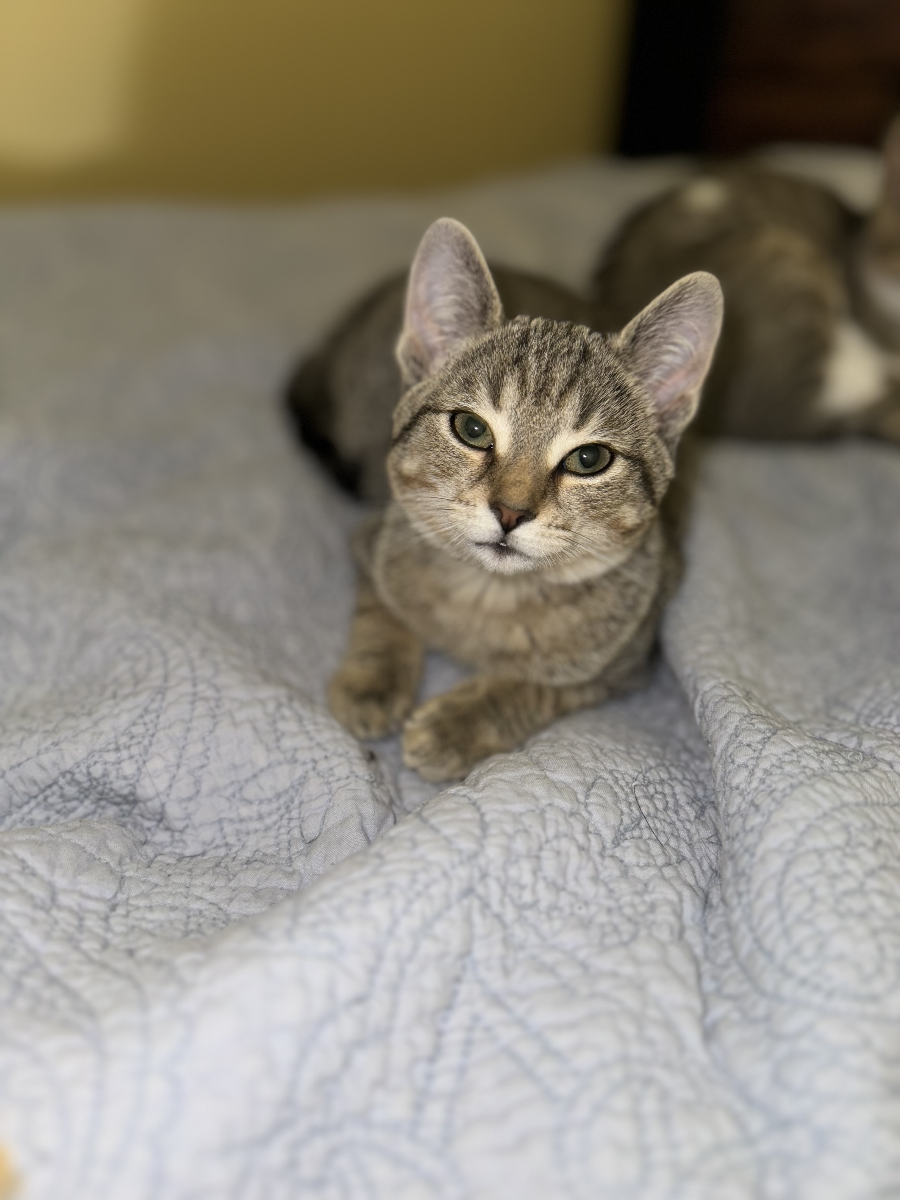 Enlarge Ceres, a Adopted Domestic Short Hair in Bourne, MA image 3/4