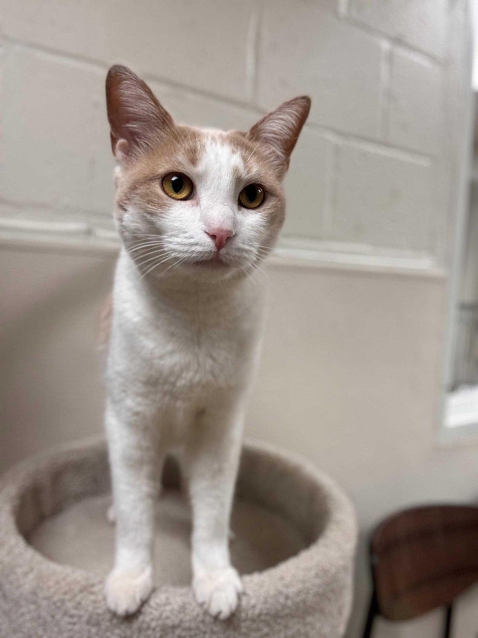 Enlarge Spice, a Adoptable Domestic Short Hair in Brick, NJ image 2/3