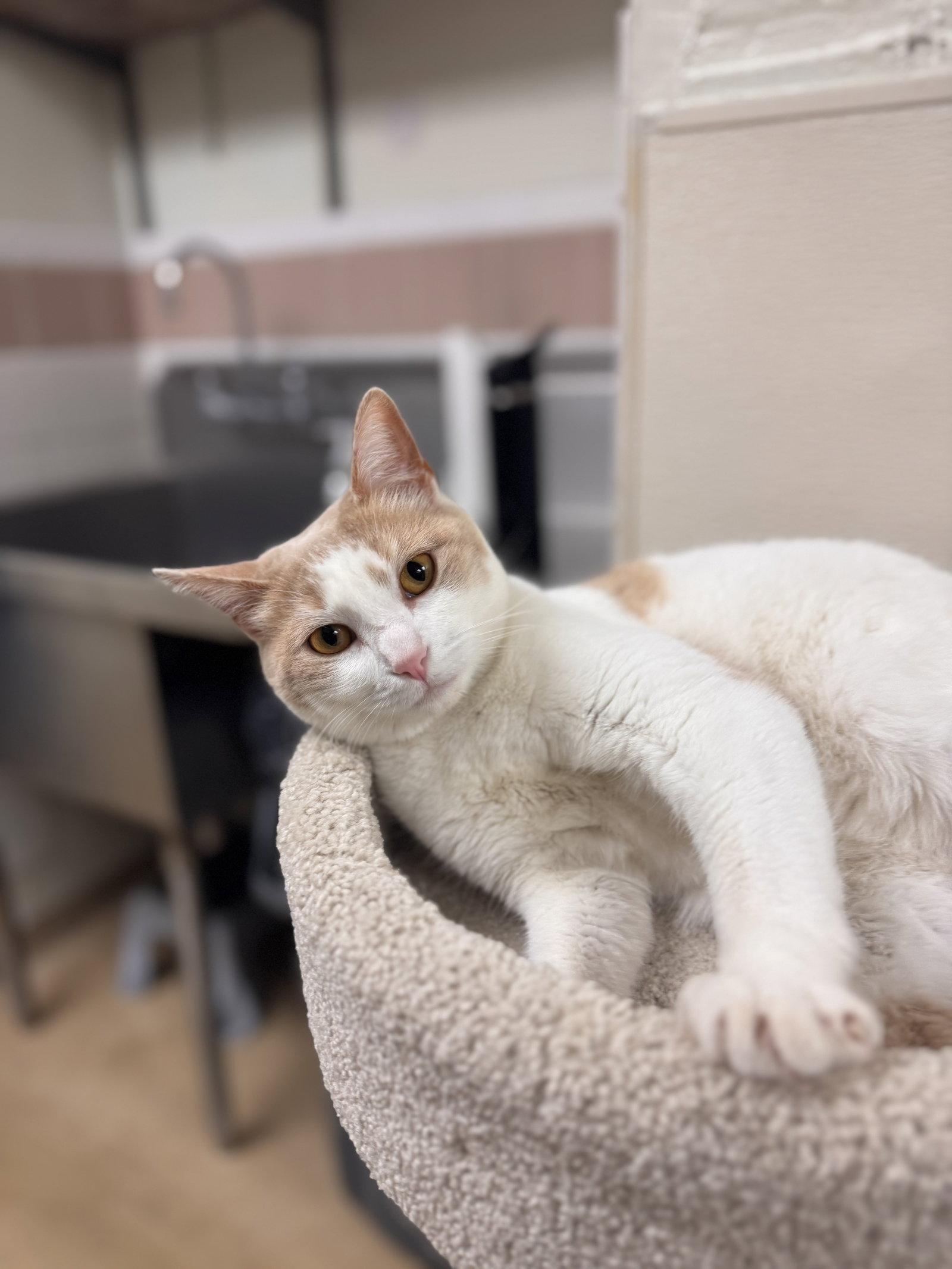 Enlarge Spice, a Adoptable Domestic Short Hair in Brick, NJ image 3/3