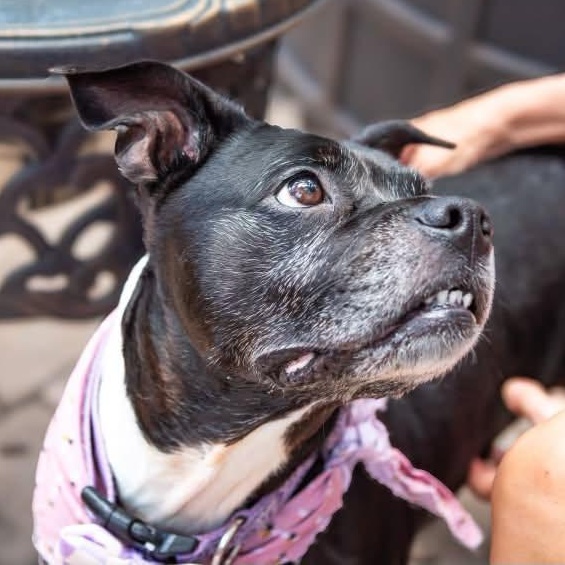 Enlarge Pearl is looking for a foster and adopter, an adopted mixed breed in Redmond, WA image 6/6