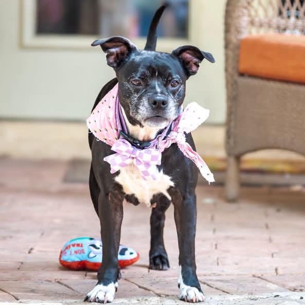 Pearl is looking for a foster and adopter, adopted, Adult Female Boston Terrier & Staffordshire Bull Terrier.