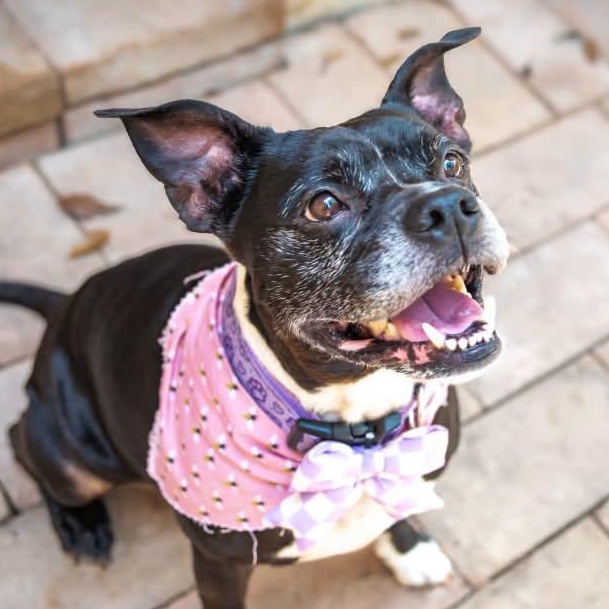 Enlarge Pearl is looking for a foster and adopter, an adopted mixed breed in Redmond, WA image 3/6