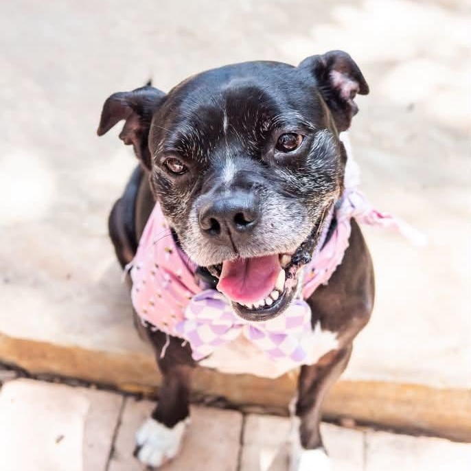 Enlarge Pearl is looking for a foster and adopter, an adopted mixed breed in Redmond, WA image 4/6