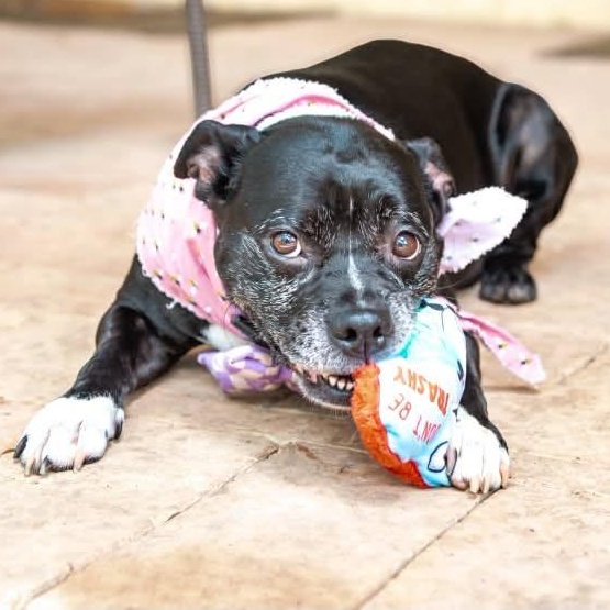 Enlarge Pearl is looking for a foster and adopter, an adopted mixed breed in Redmond, WA image 5/6