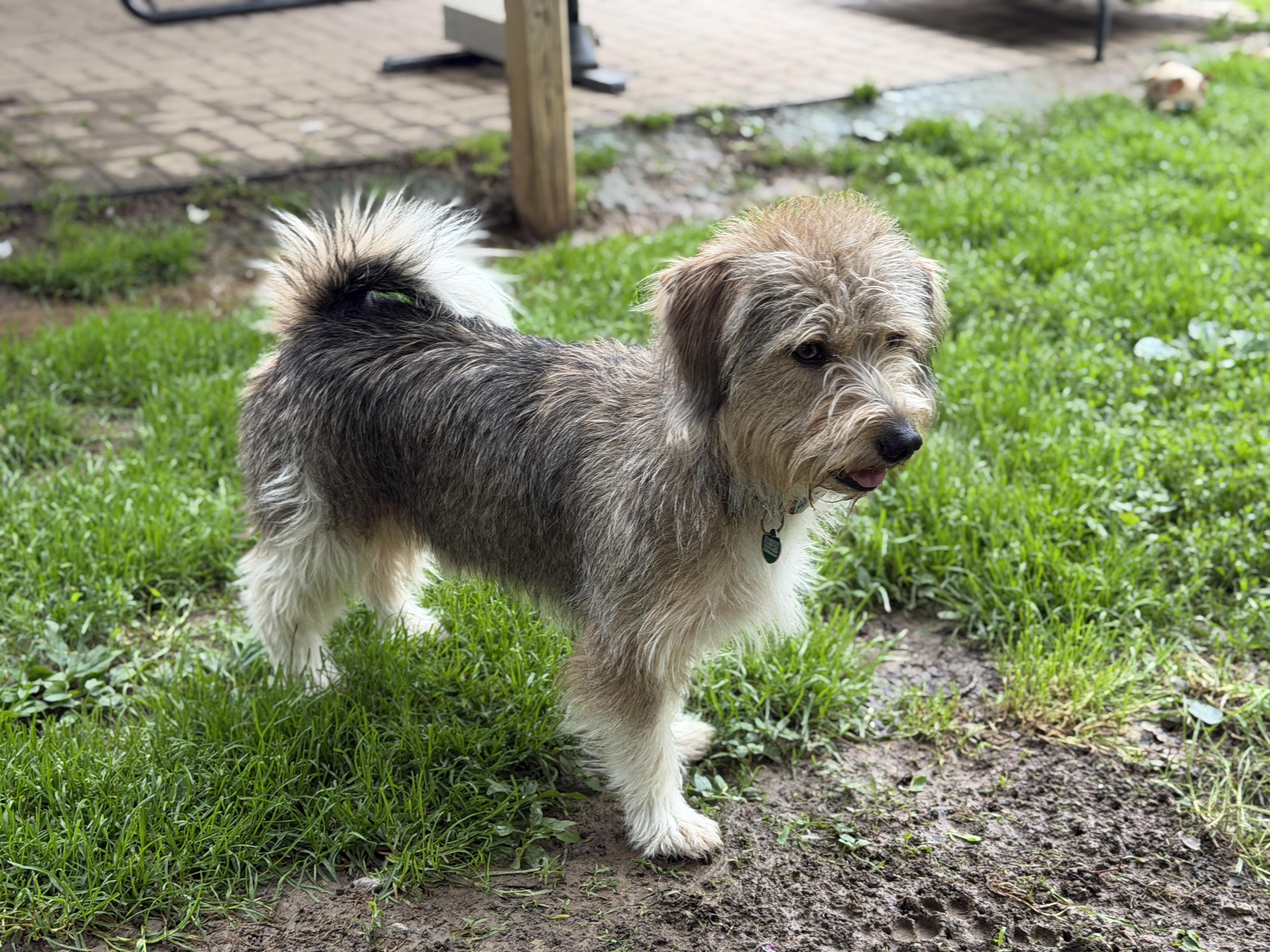 Enlarge Haus, an adopted mixed breed in Jeffersonville, IN image 4/5