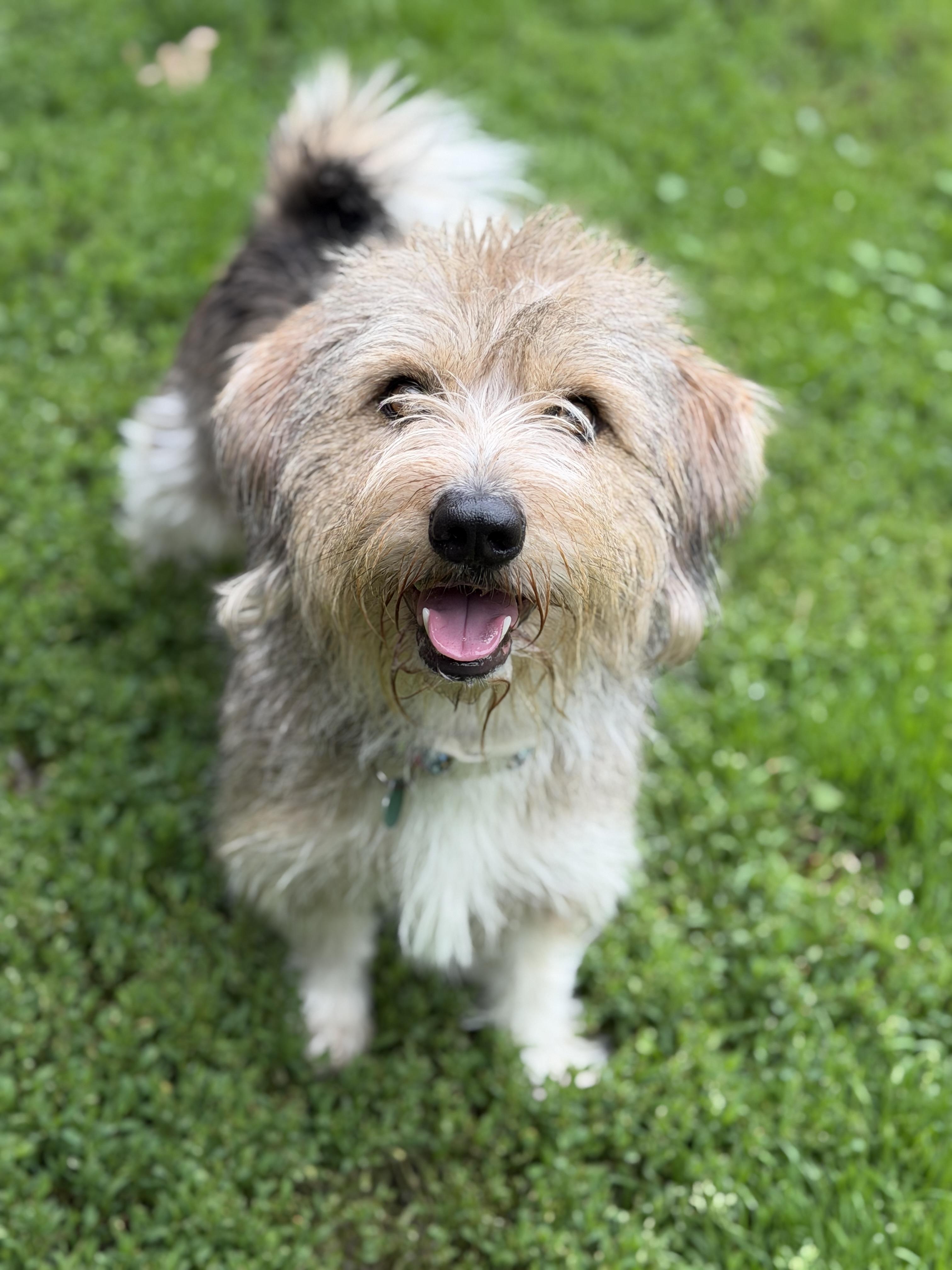 Enlarge Haus, an adopted mixed breed in Jeffersonville, IN image 2/5