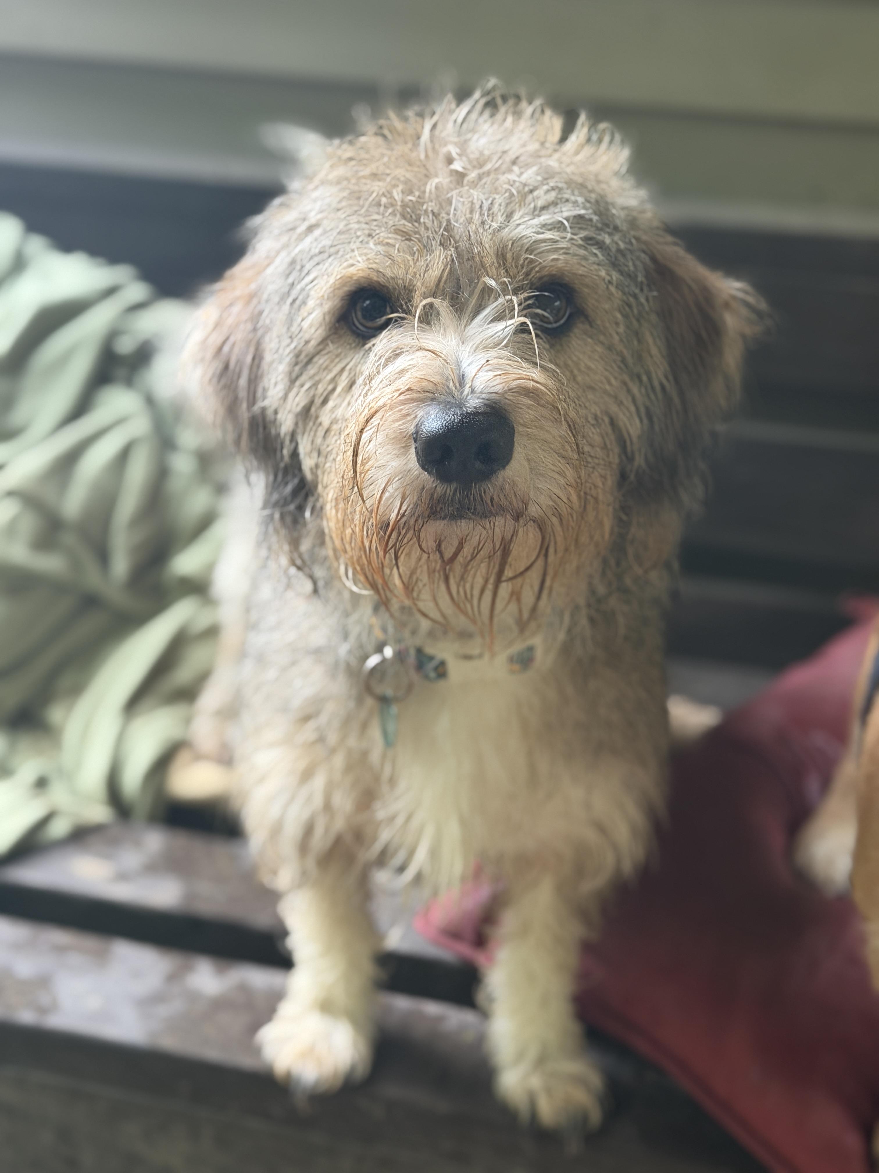 Enlarge Haus, an adopted mixed breed in Jeffersonville, IN image 1/5