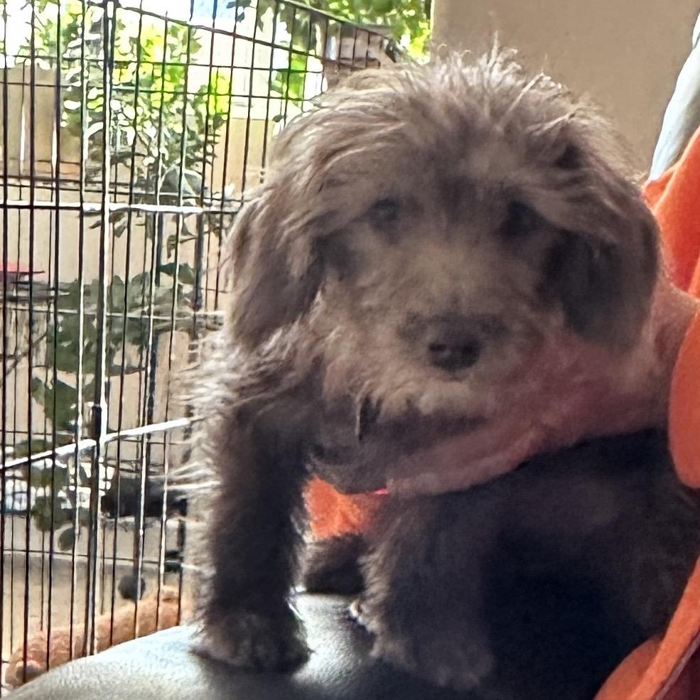 Maggie, Adoptable, Puppy Female Maltese & Poodle.